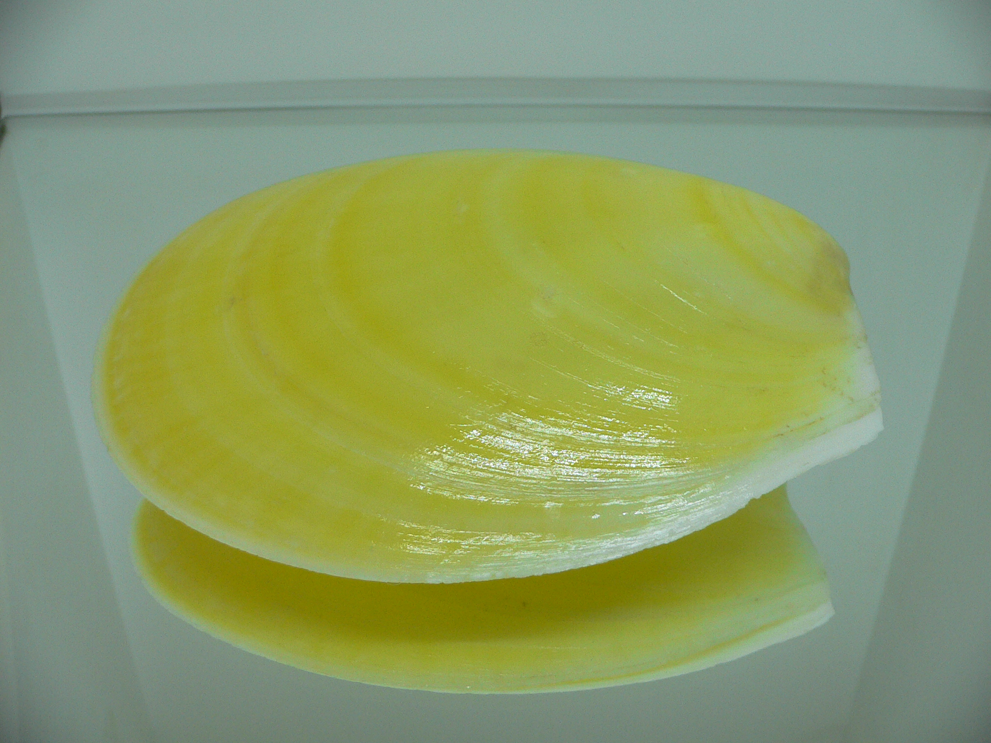 Acesta rathbuni SUPER & YELLOW