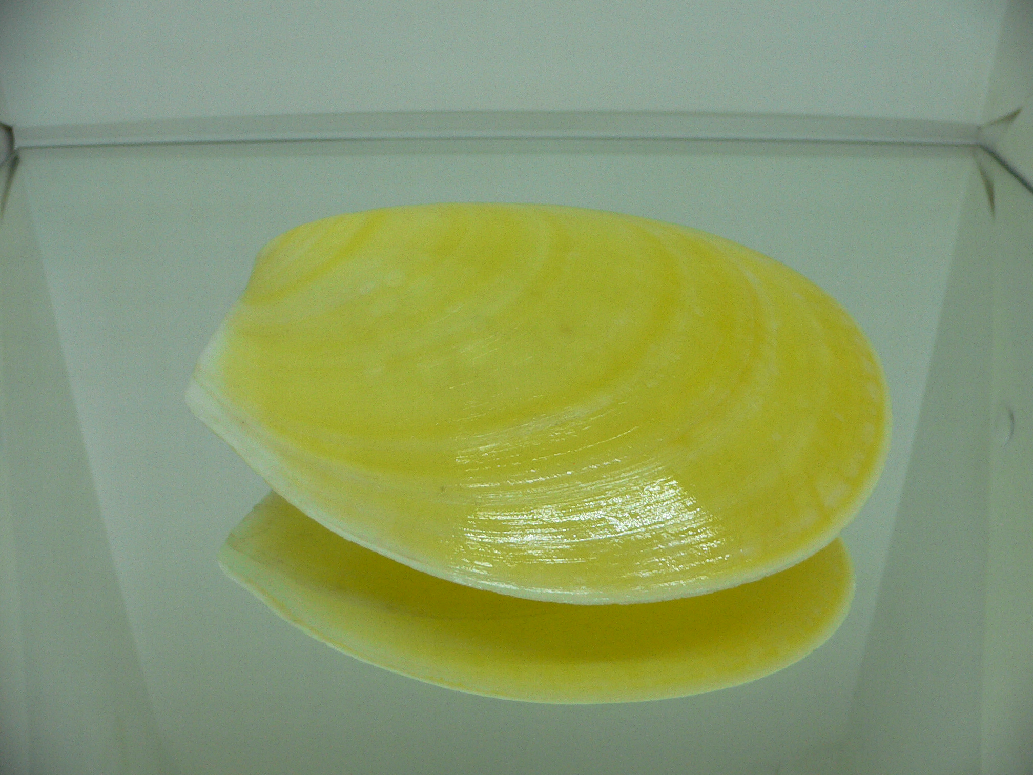 Acesta rathbuni SUPER & YELLOW