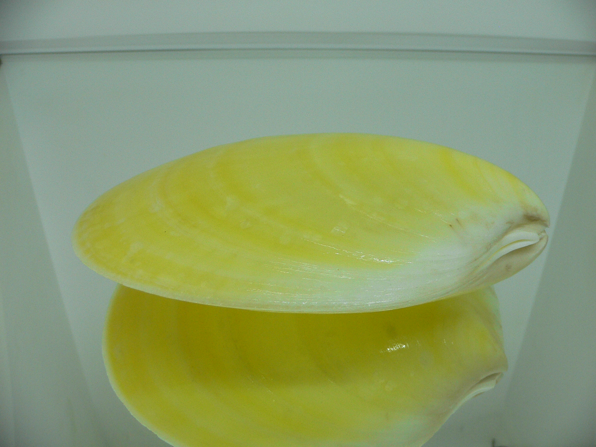 Acesta rathbuni SUPER & YELLOW