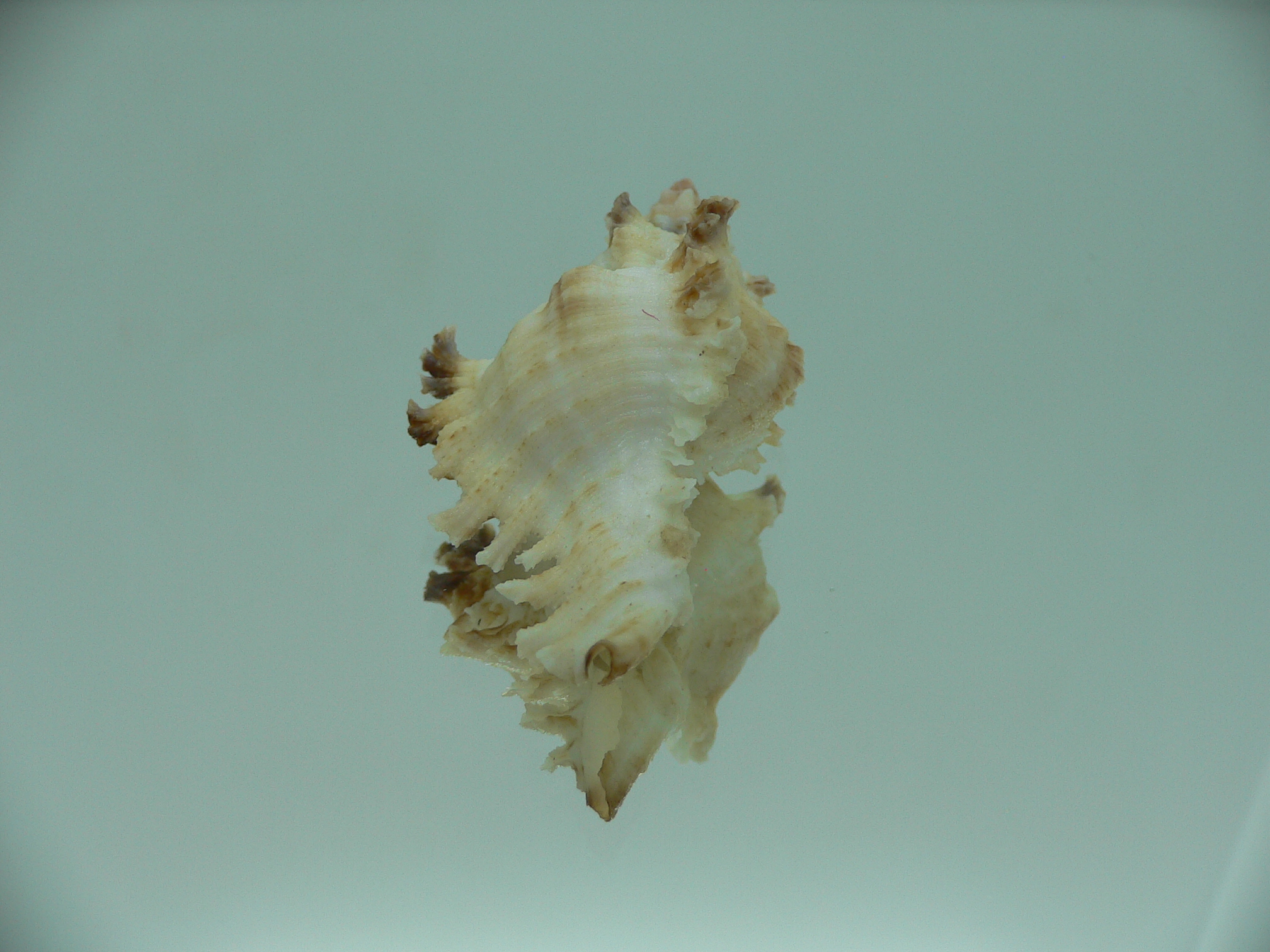 Chicoreus banksii BICOLOR