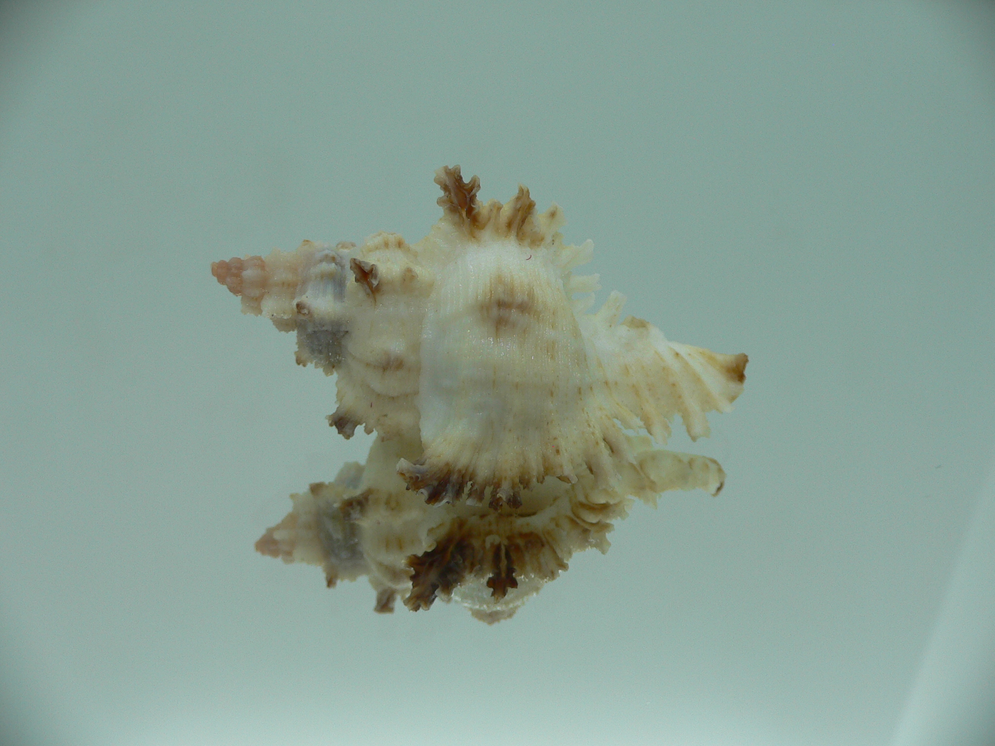 Chicoreus banksii BICOLOR