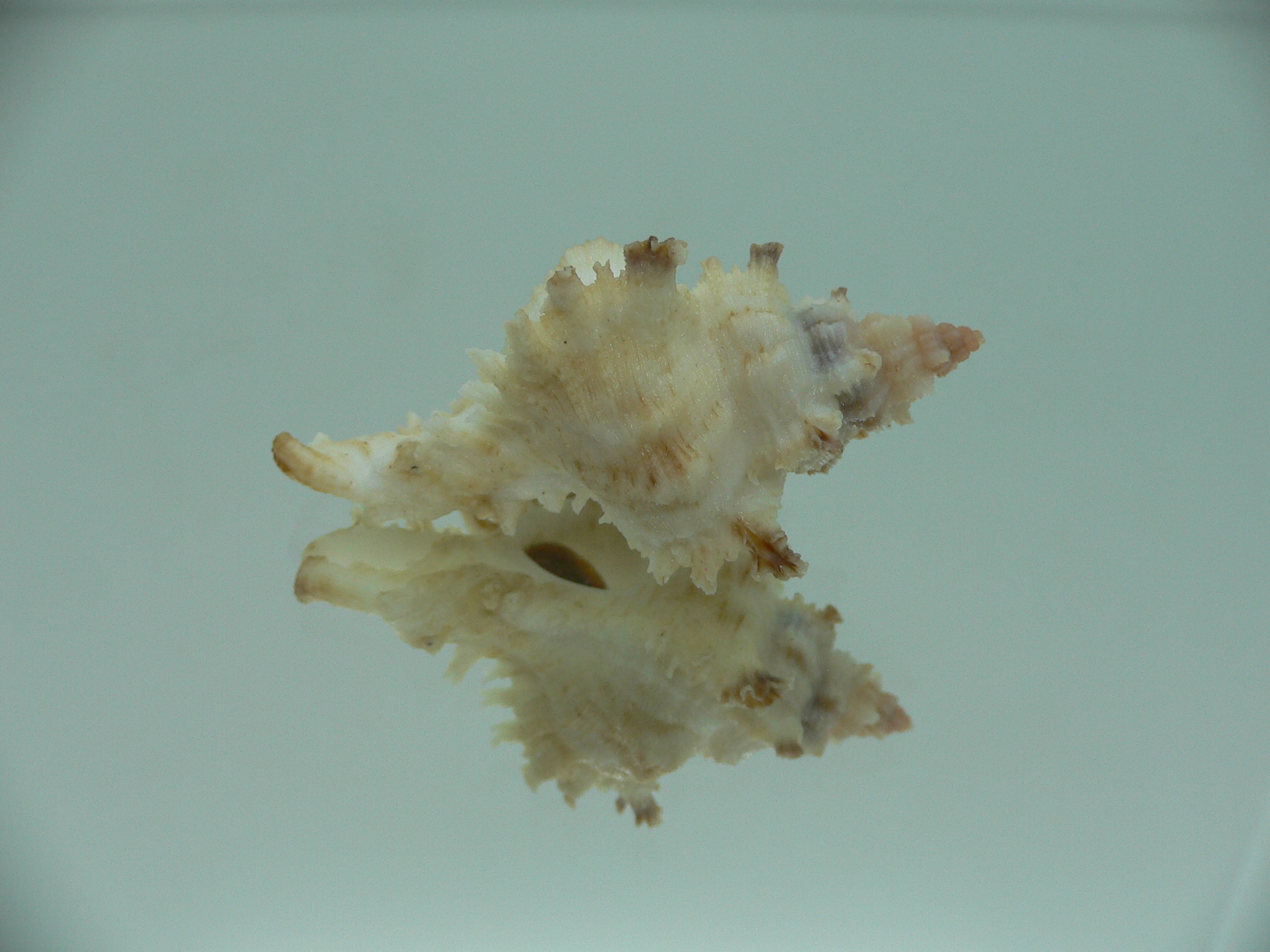 Chicoreus banksii BICOLOR