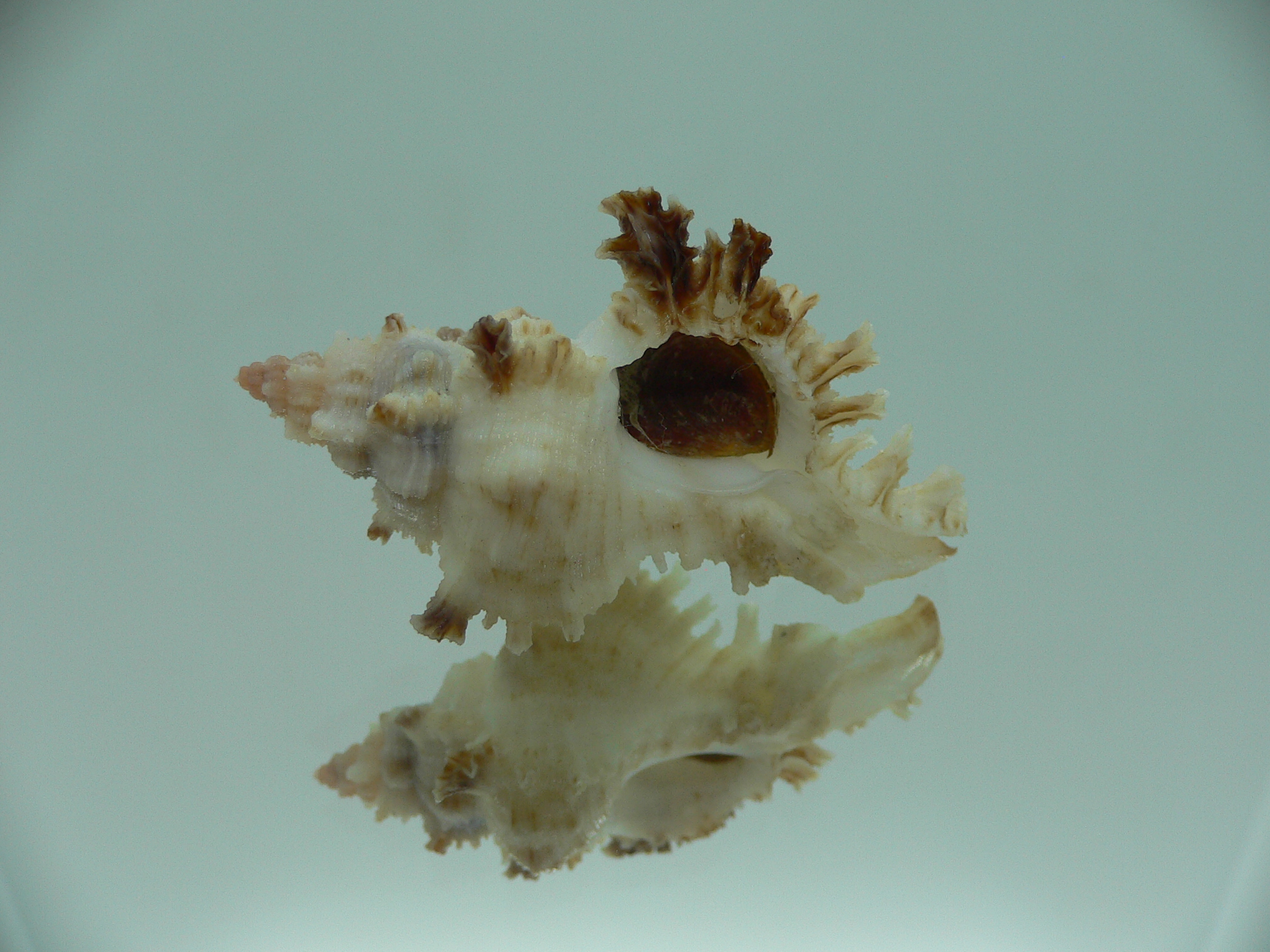 Chicoreus banksii BICOLOR