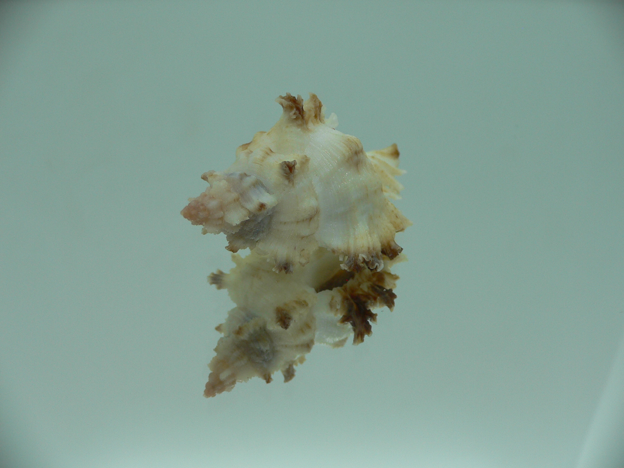 Chicoreus banksii BICOLOR