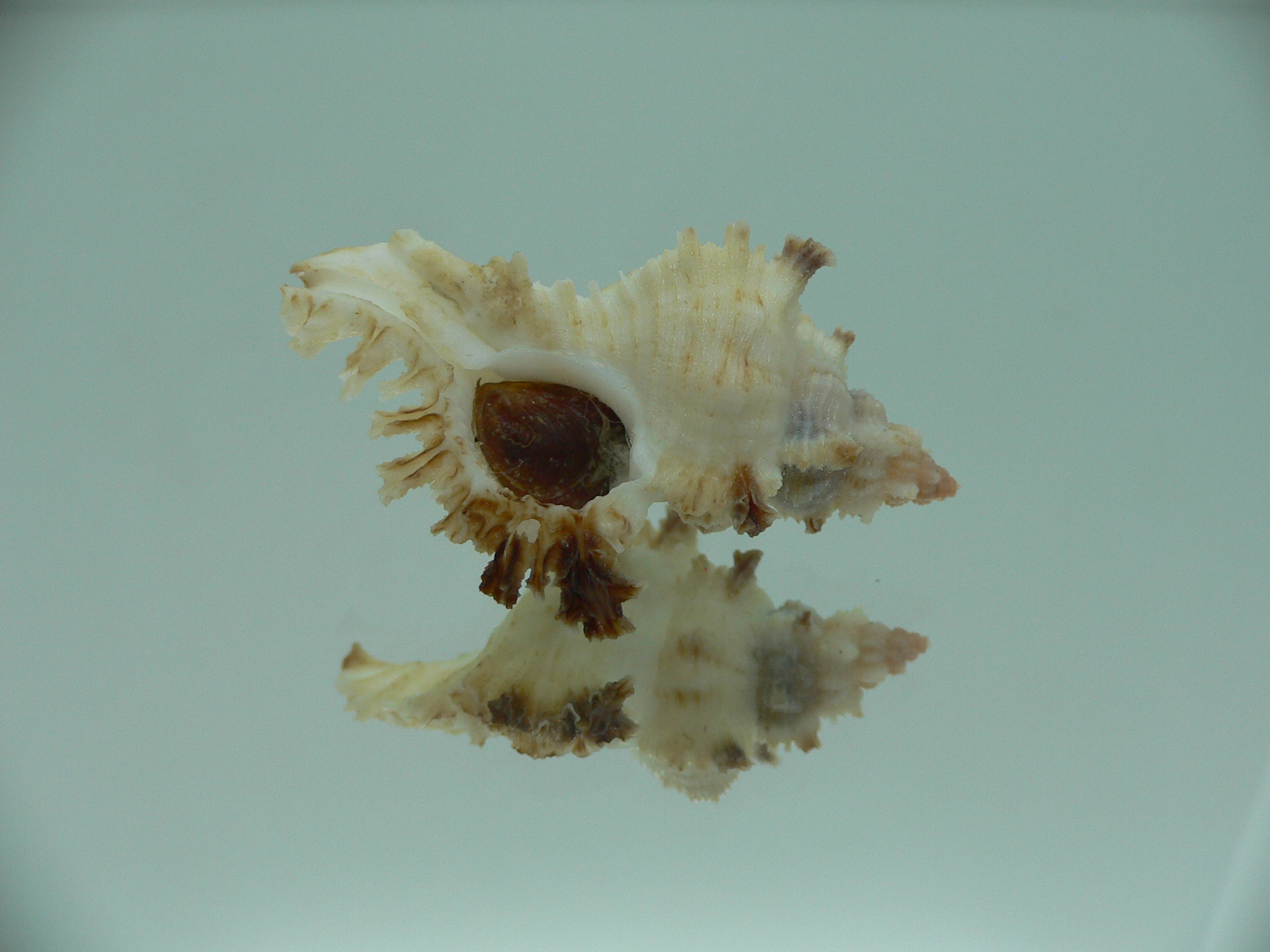 Chicoreus banksii BICOLOR