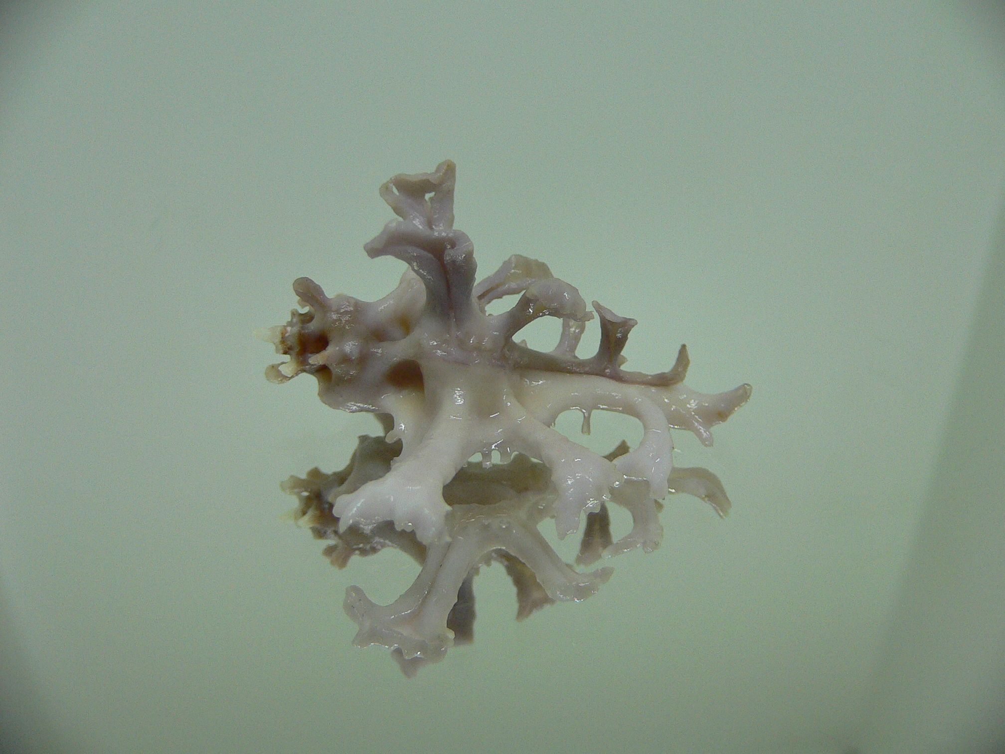 Homalocantha zamboi LILAC