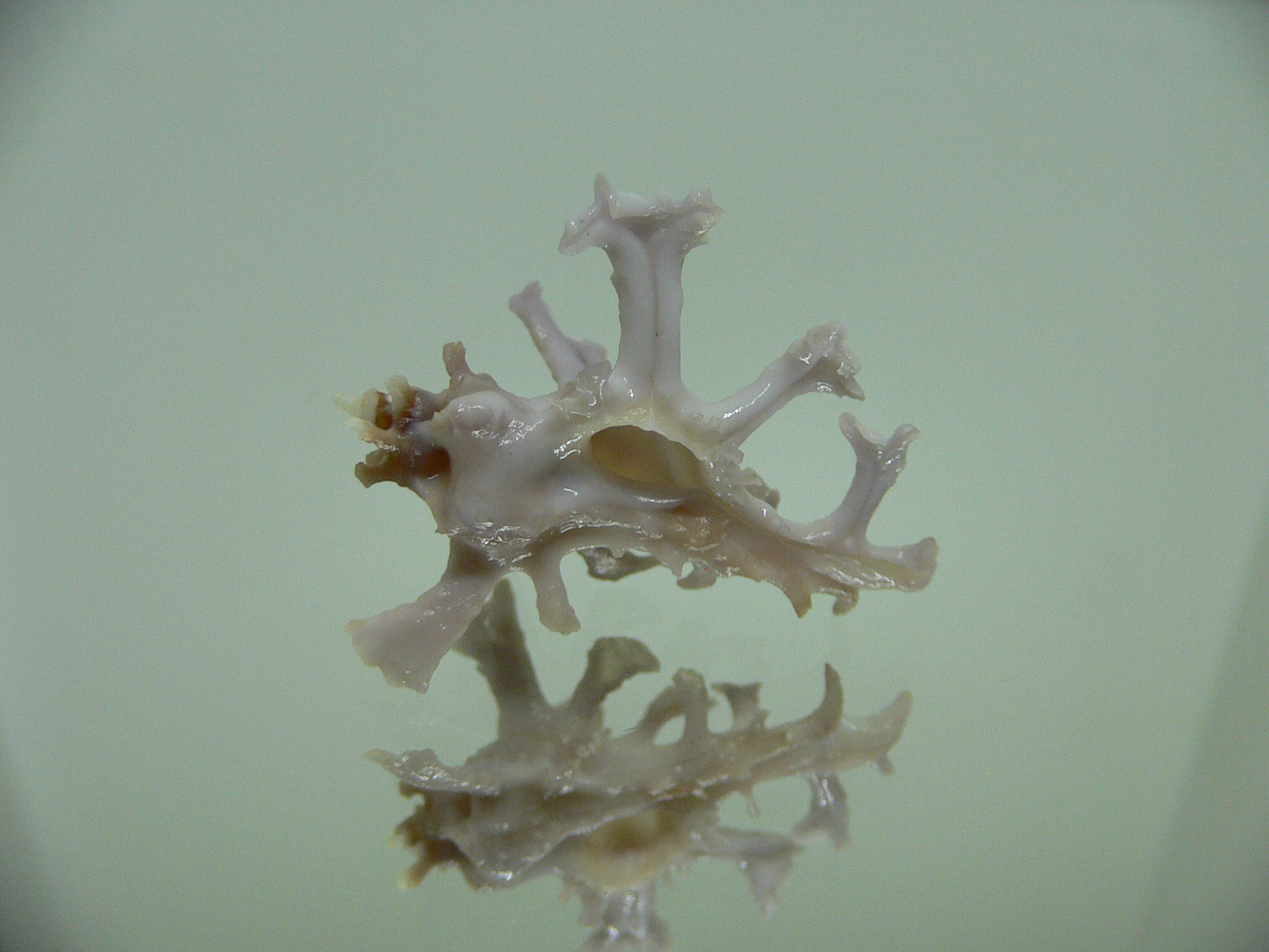 Homalocantha zamboi LILAC