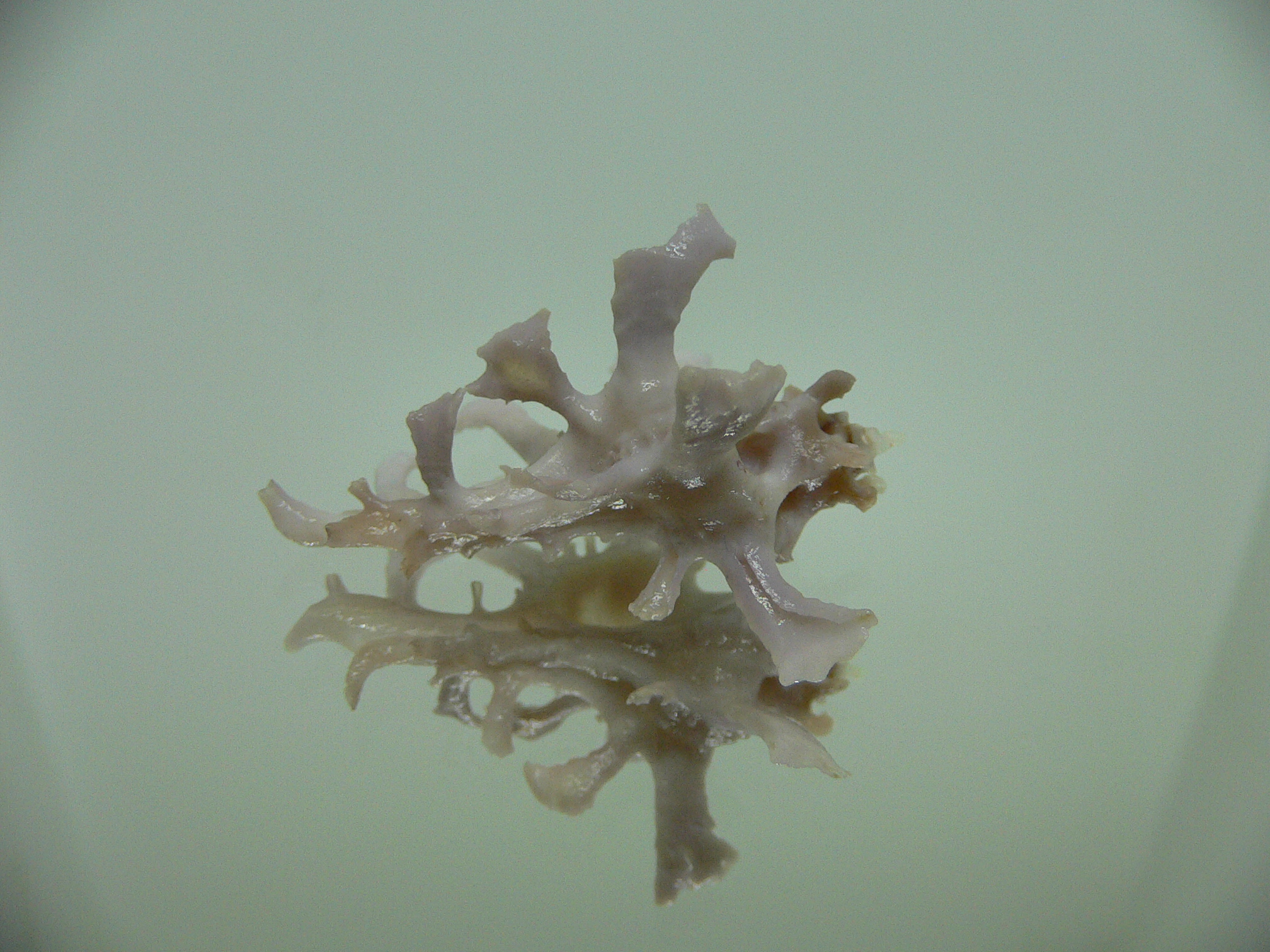 Homalocantha zamboi LILAC