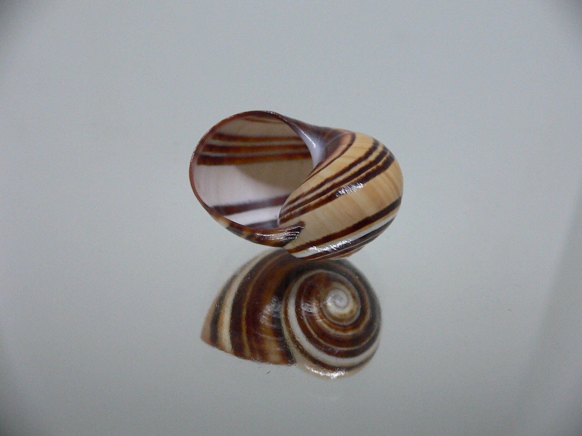 Polymita picta muscarum