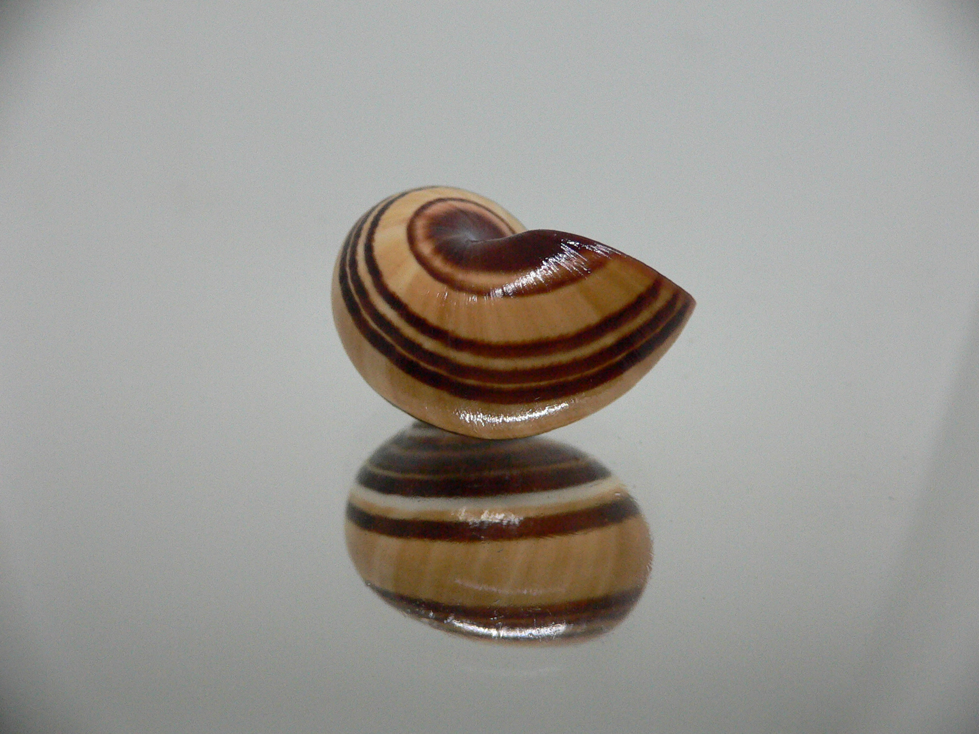 Polymita picta muscarum