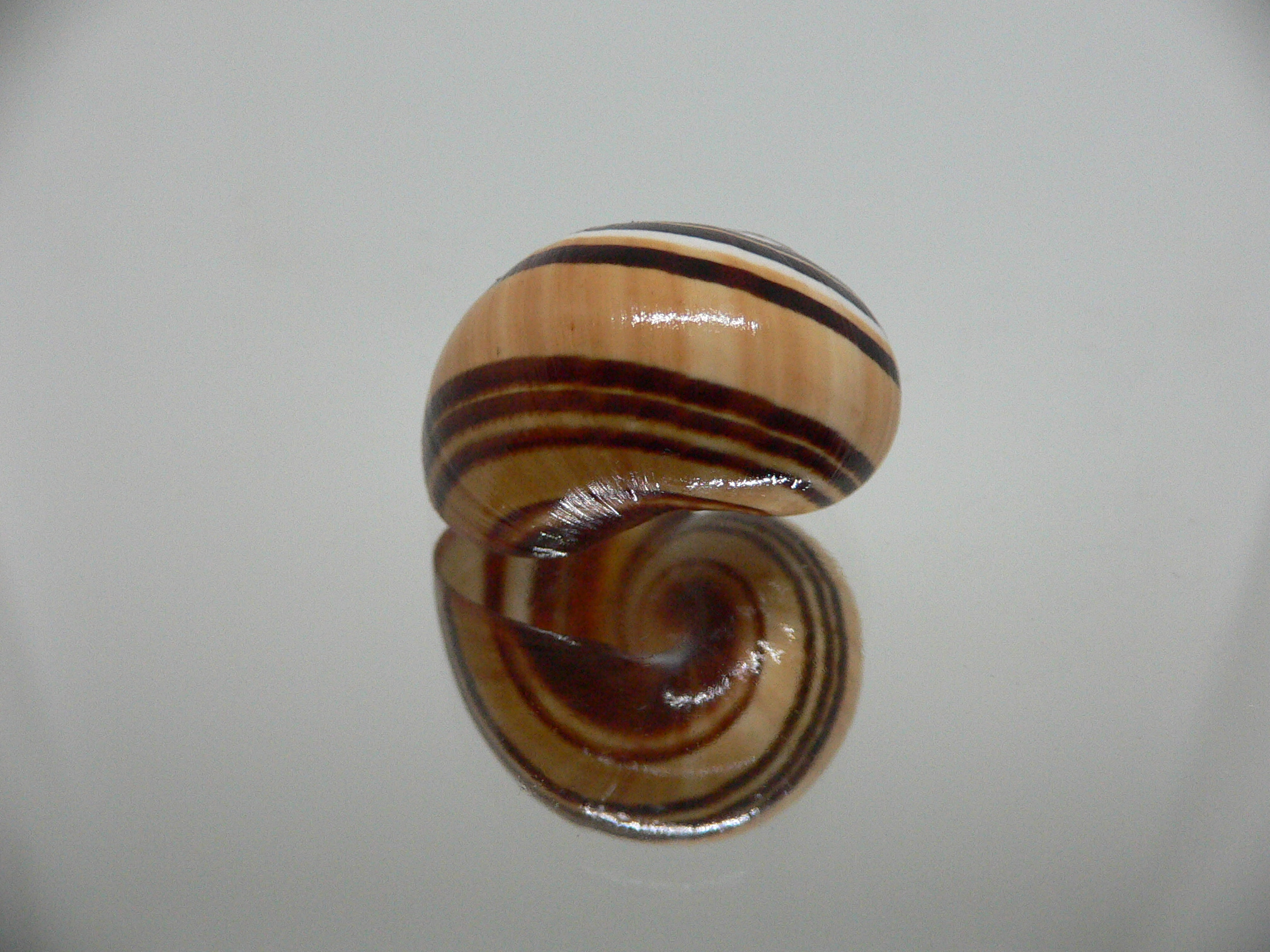 Polymita picta muscarum