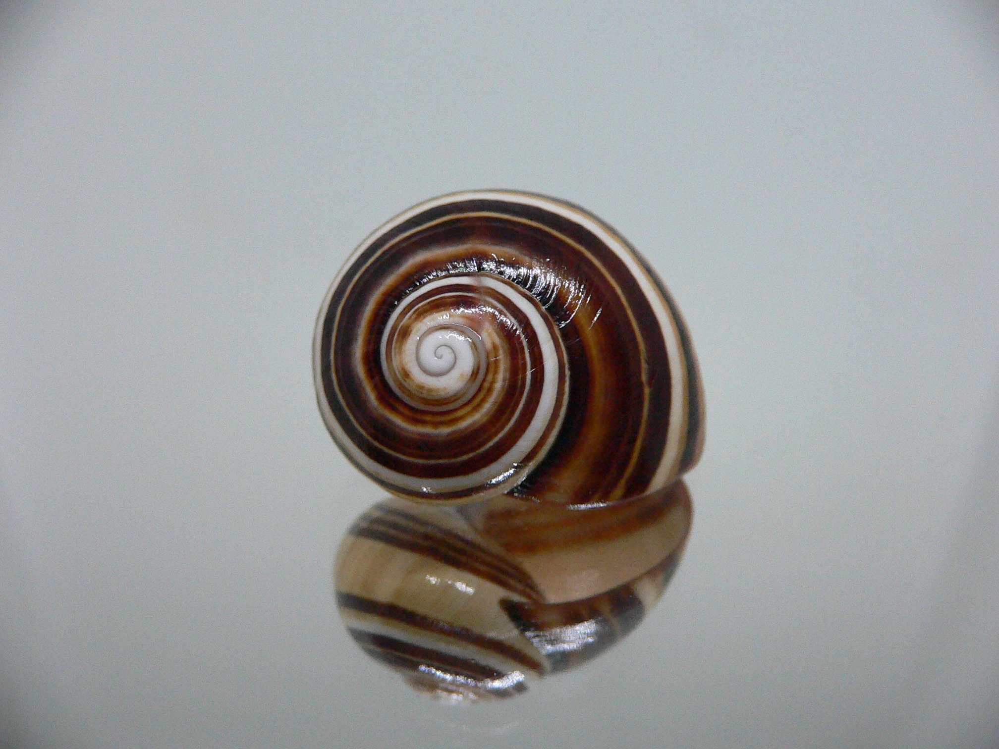 Polymita picta muscarum