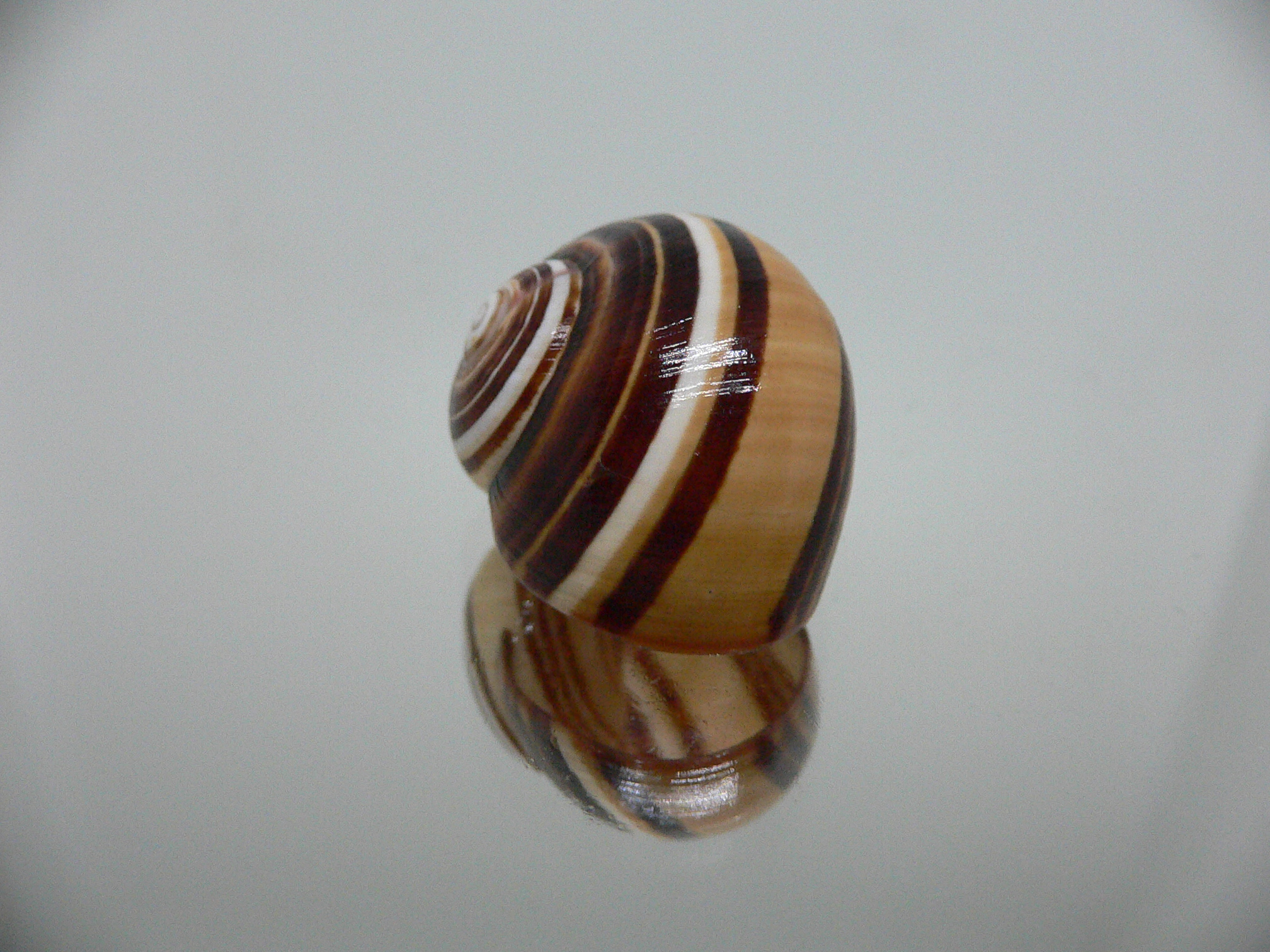 Polymita picta muscarum