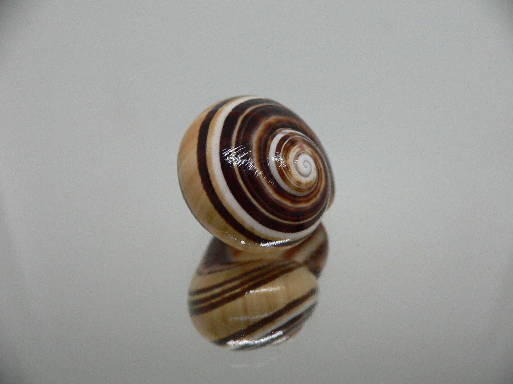 Polymita picta muscarum