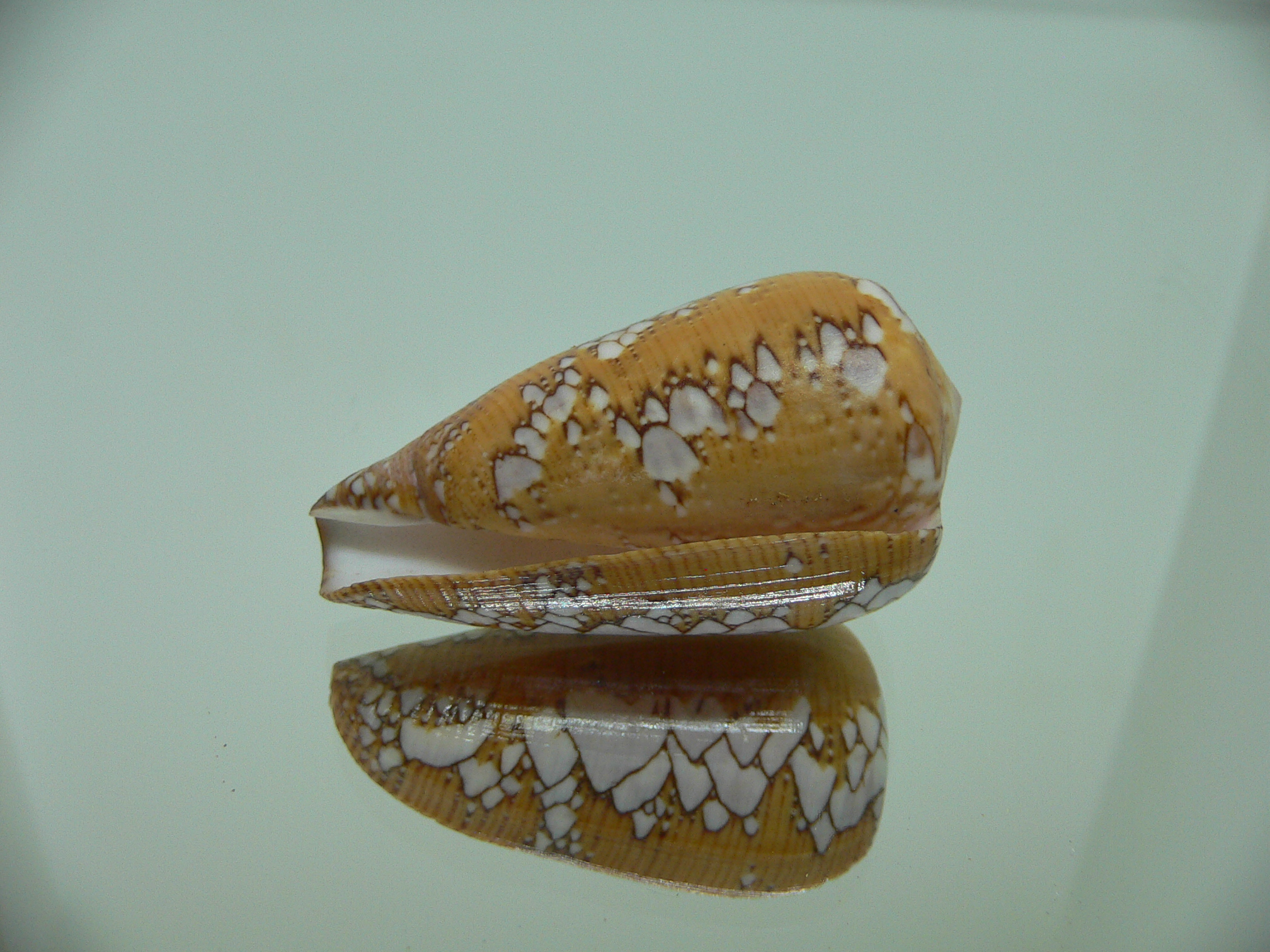 Conus behelokensis