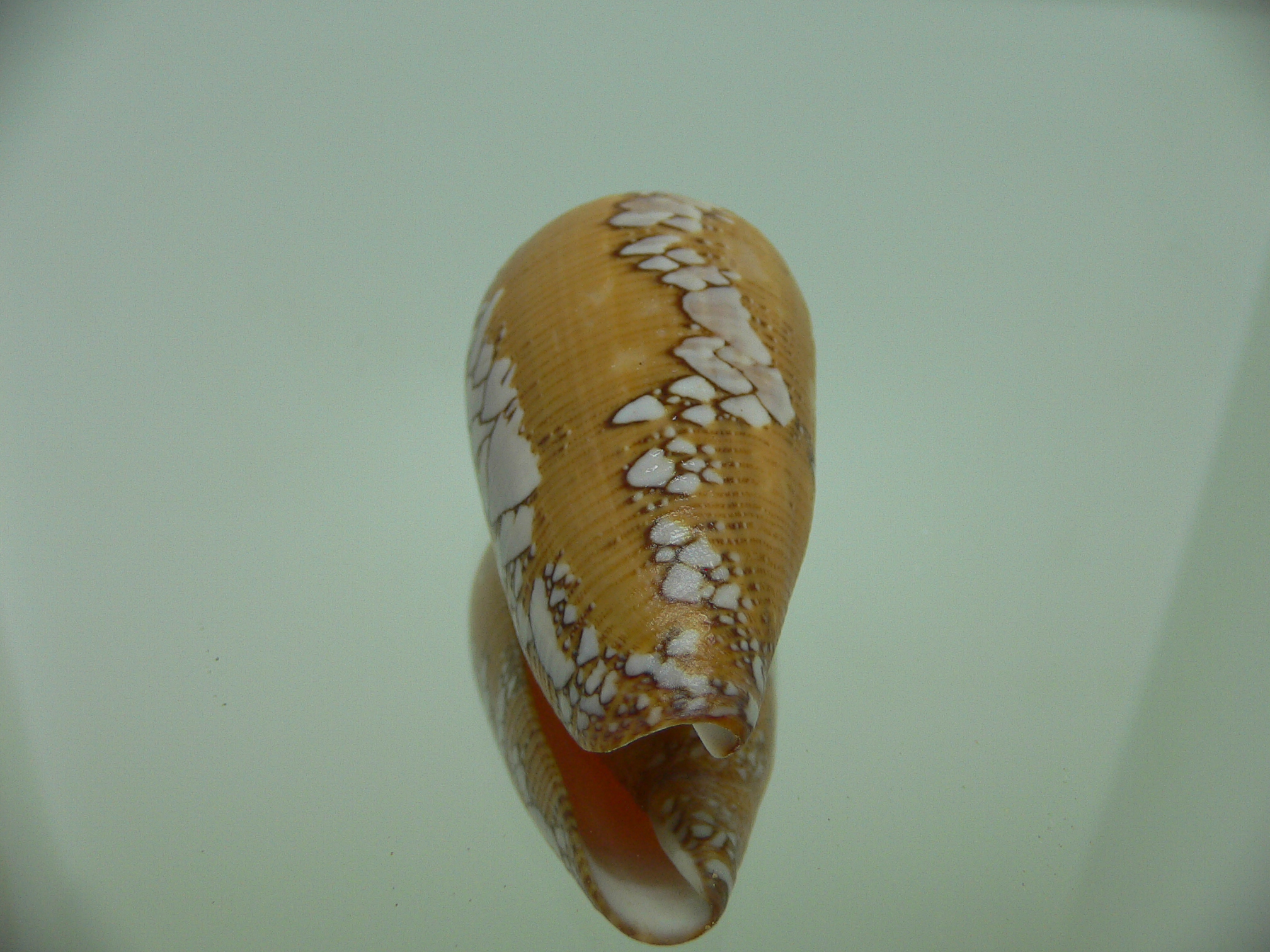 Conus behelokensis