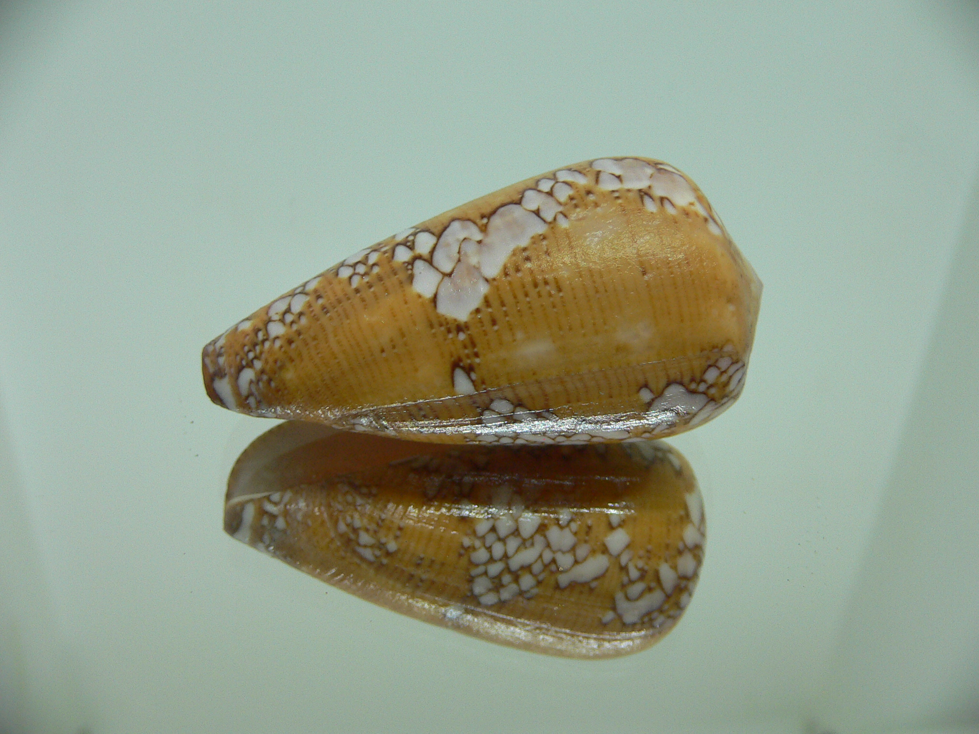 Conus behelokensis