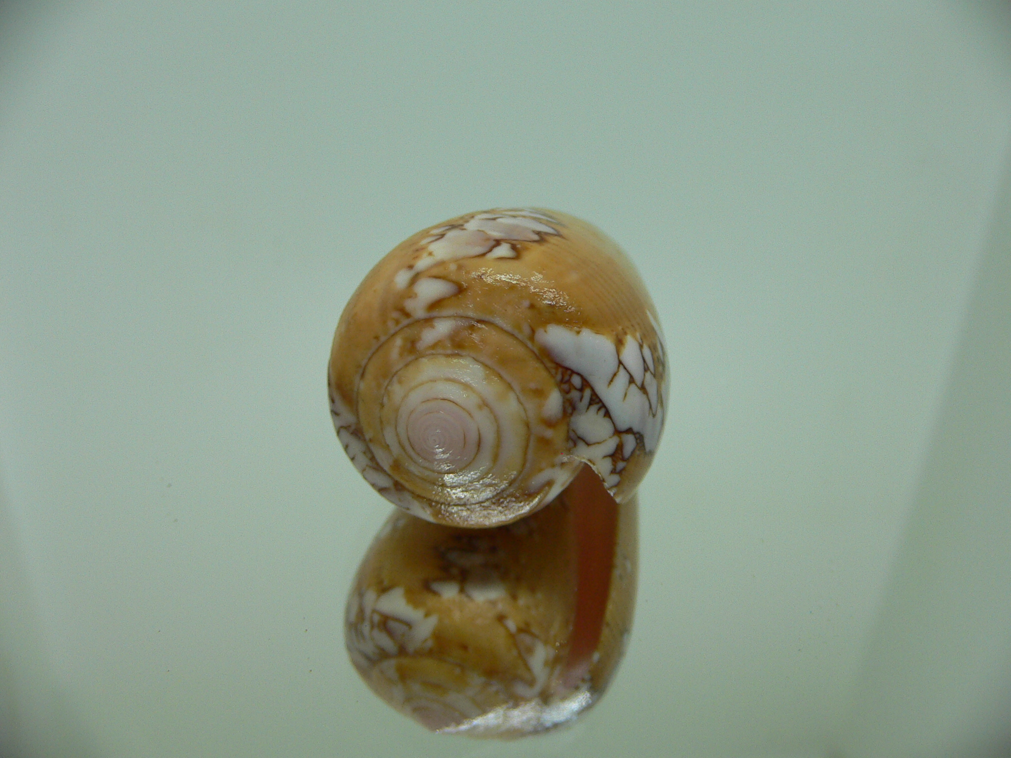 Conus behelokensis