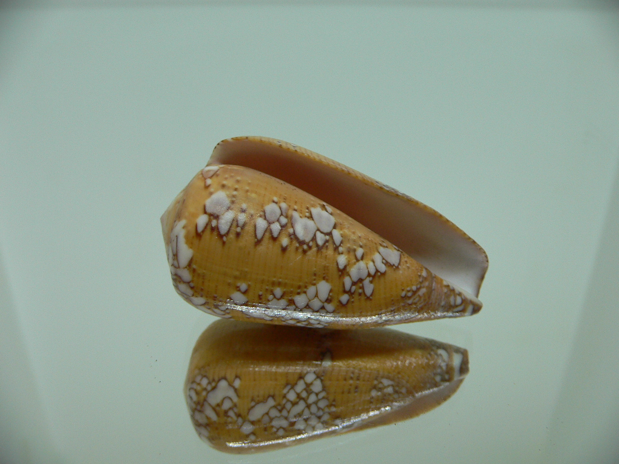 Conus behelokensis
