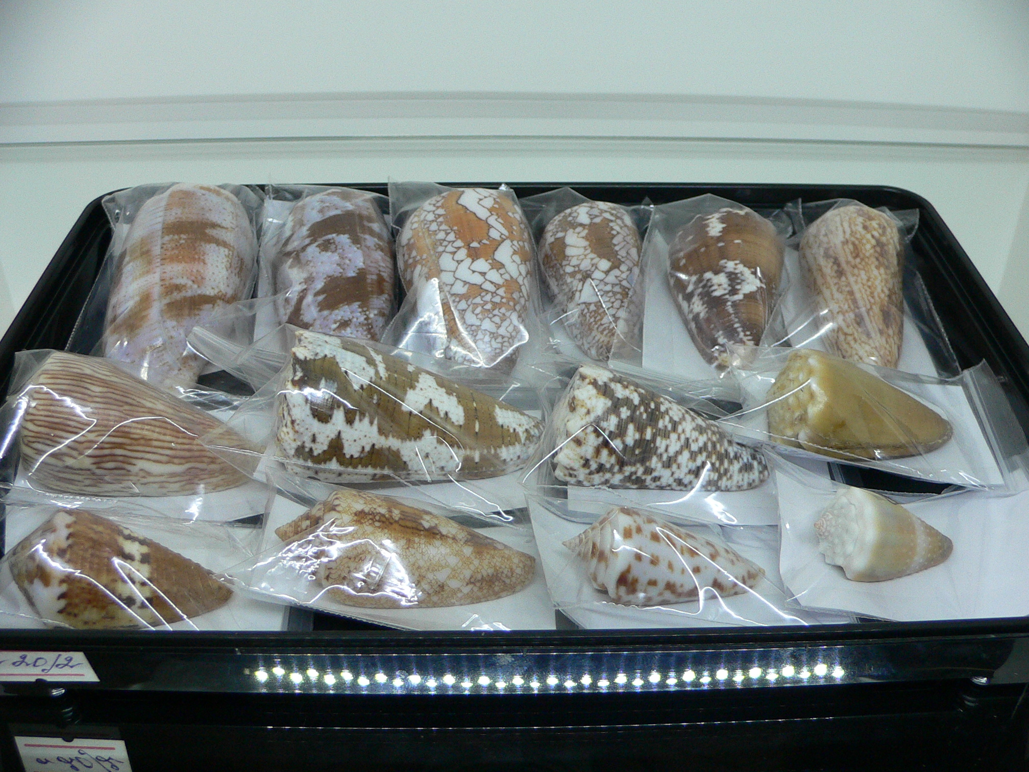 Conus behelokensis