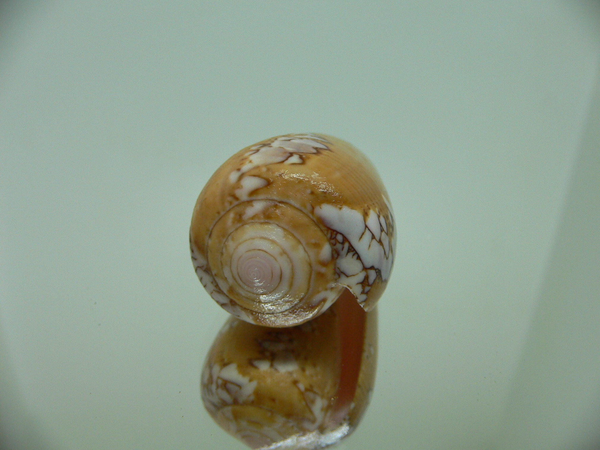 Conus behelokensis