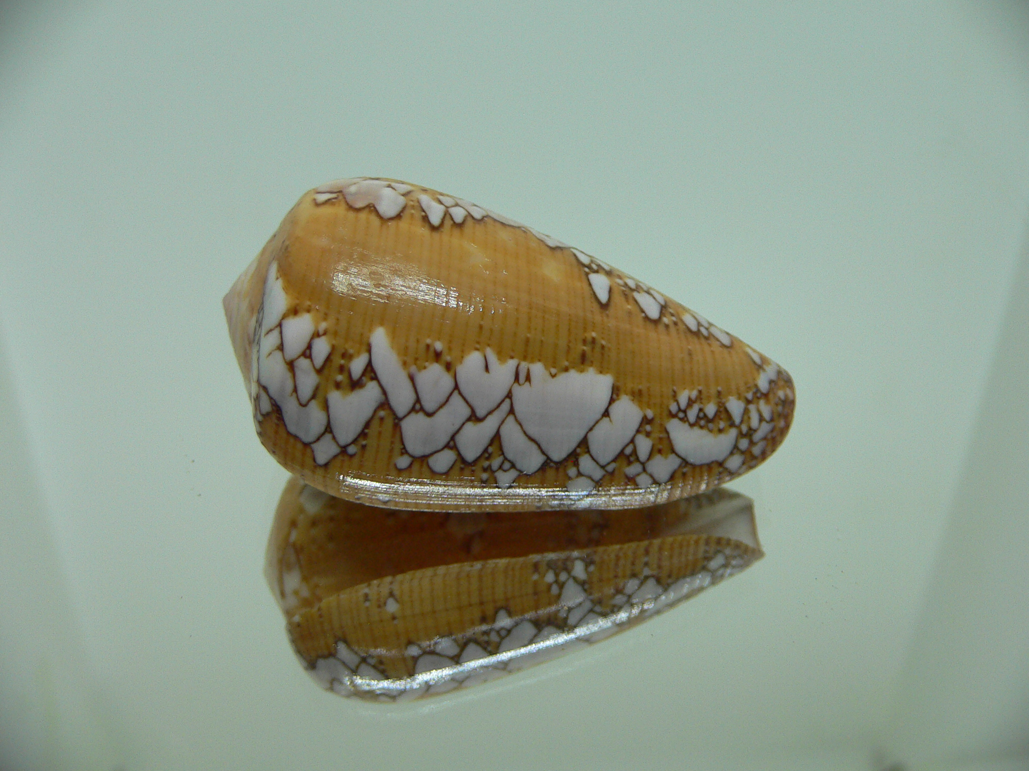 Conus behelokensis