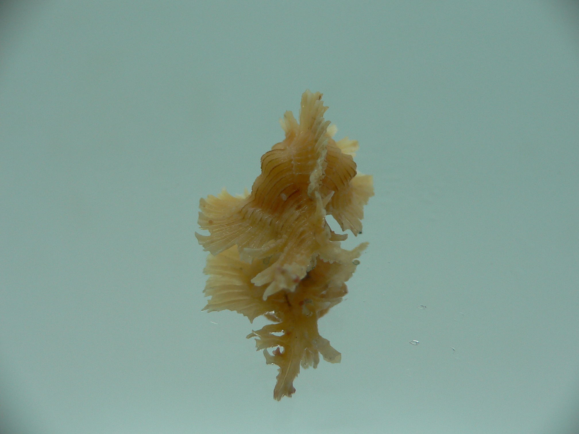 Chicoreus orchidiflorus YELLOW