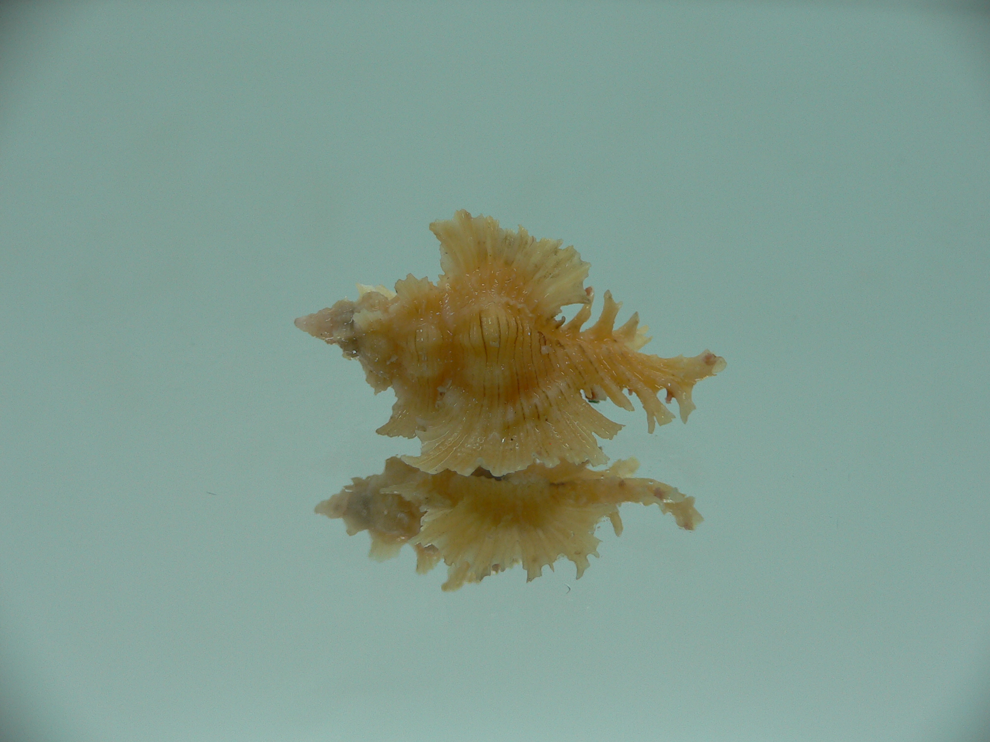 Chicoreus orchidiflorus YELLOW