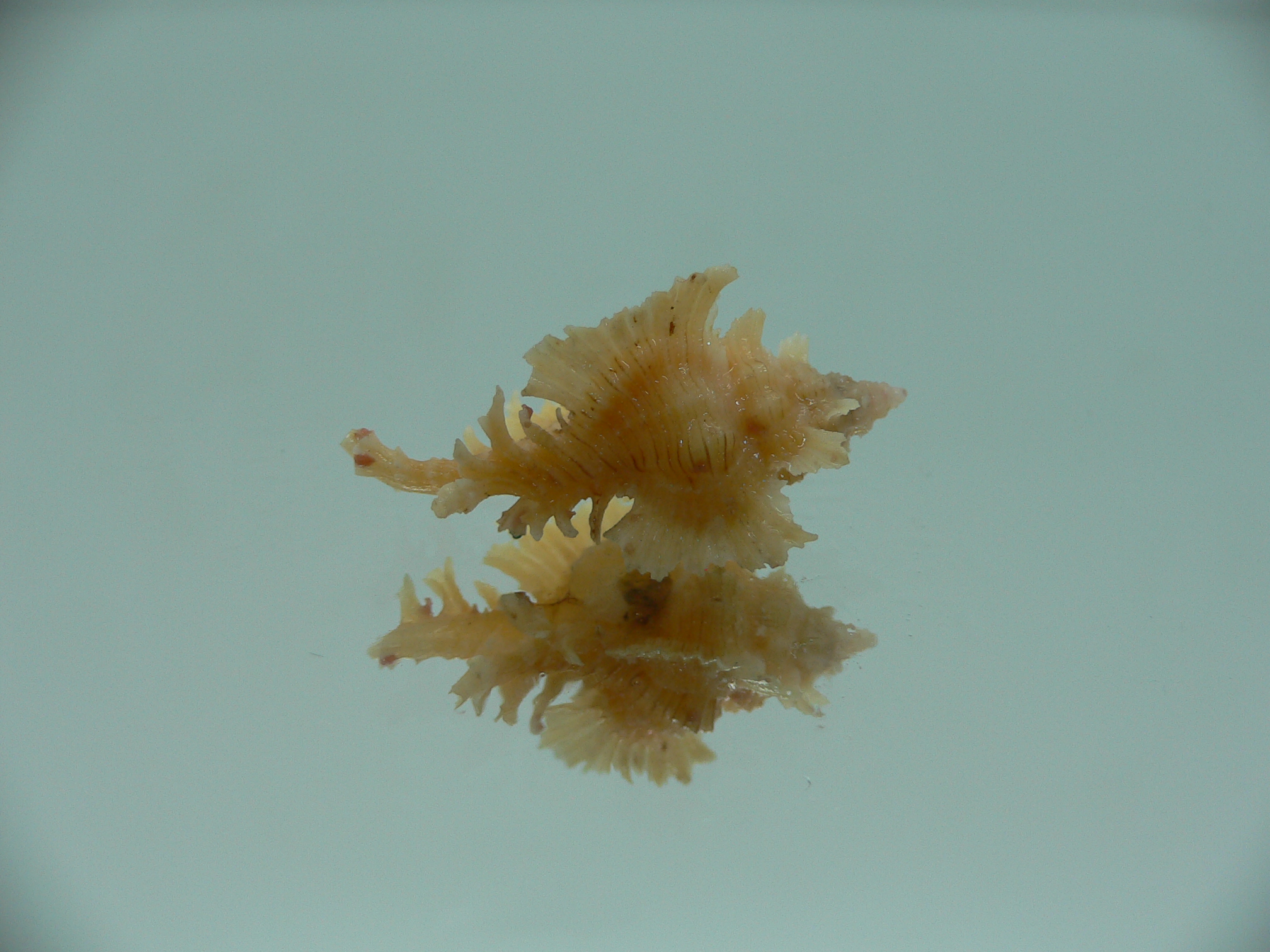 Chicoreus orchidiflorus YELLOW