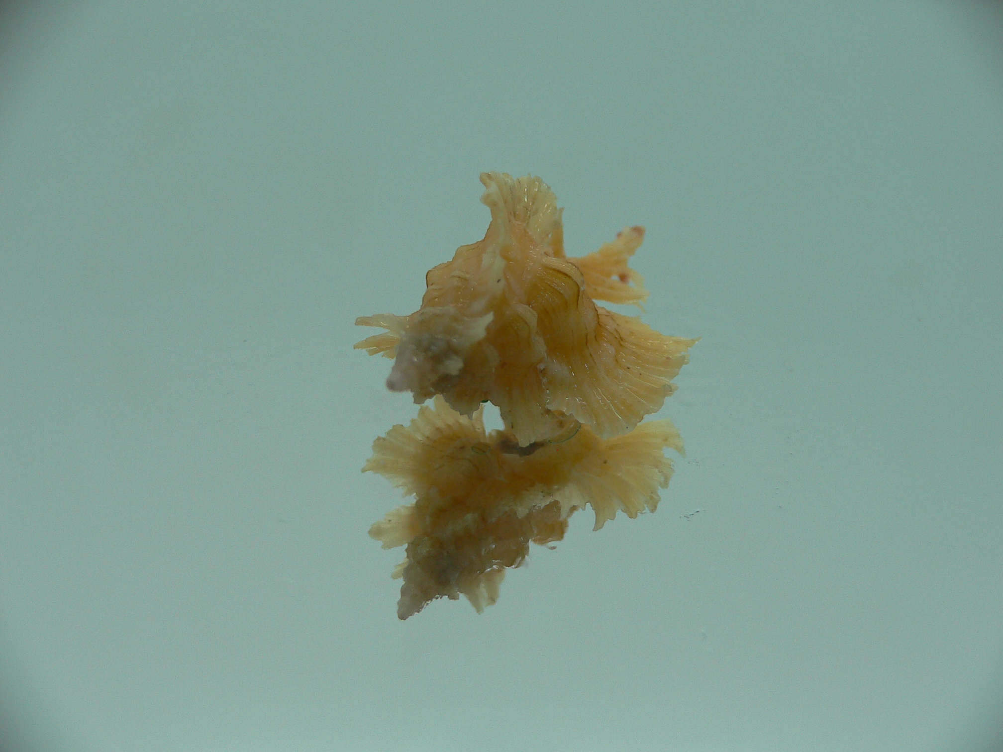 Chicoreus orchidiflorus YELLOW