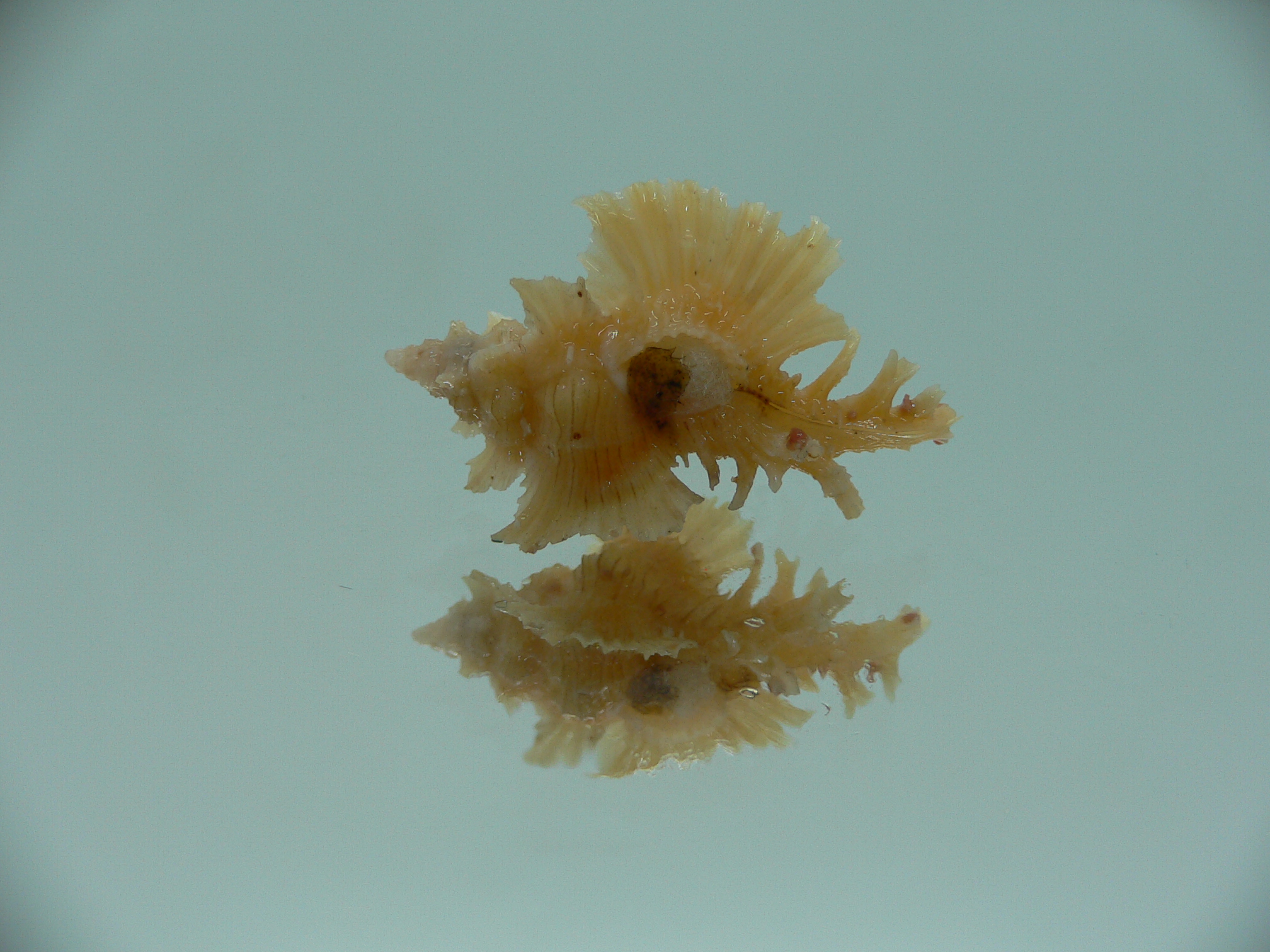 Chicoreus orchidiflorus YELLOW