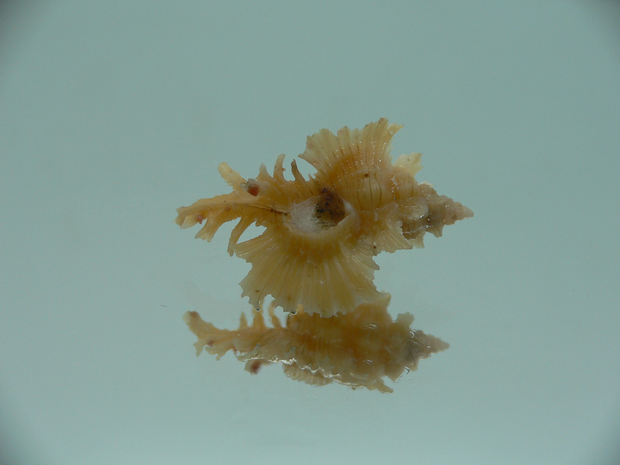 Chicoreus orchidiflorus YELLOW