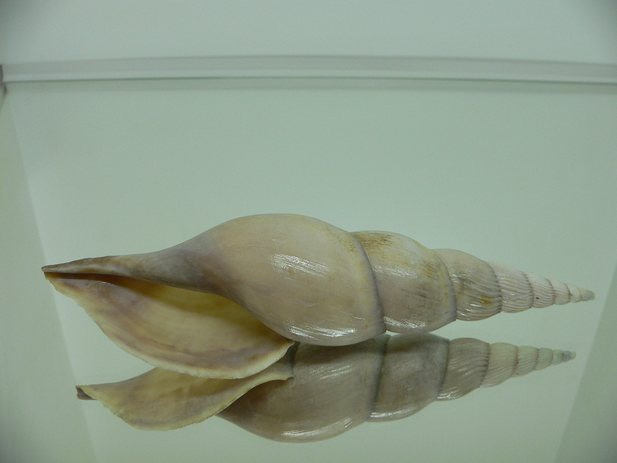 Teramachia johnsoni williamsorum