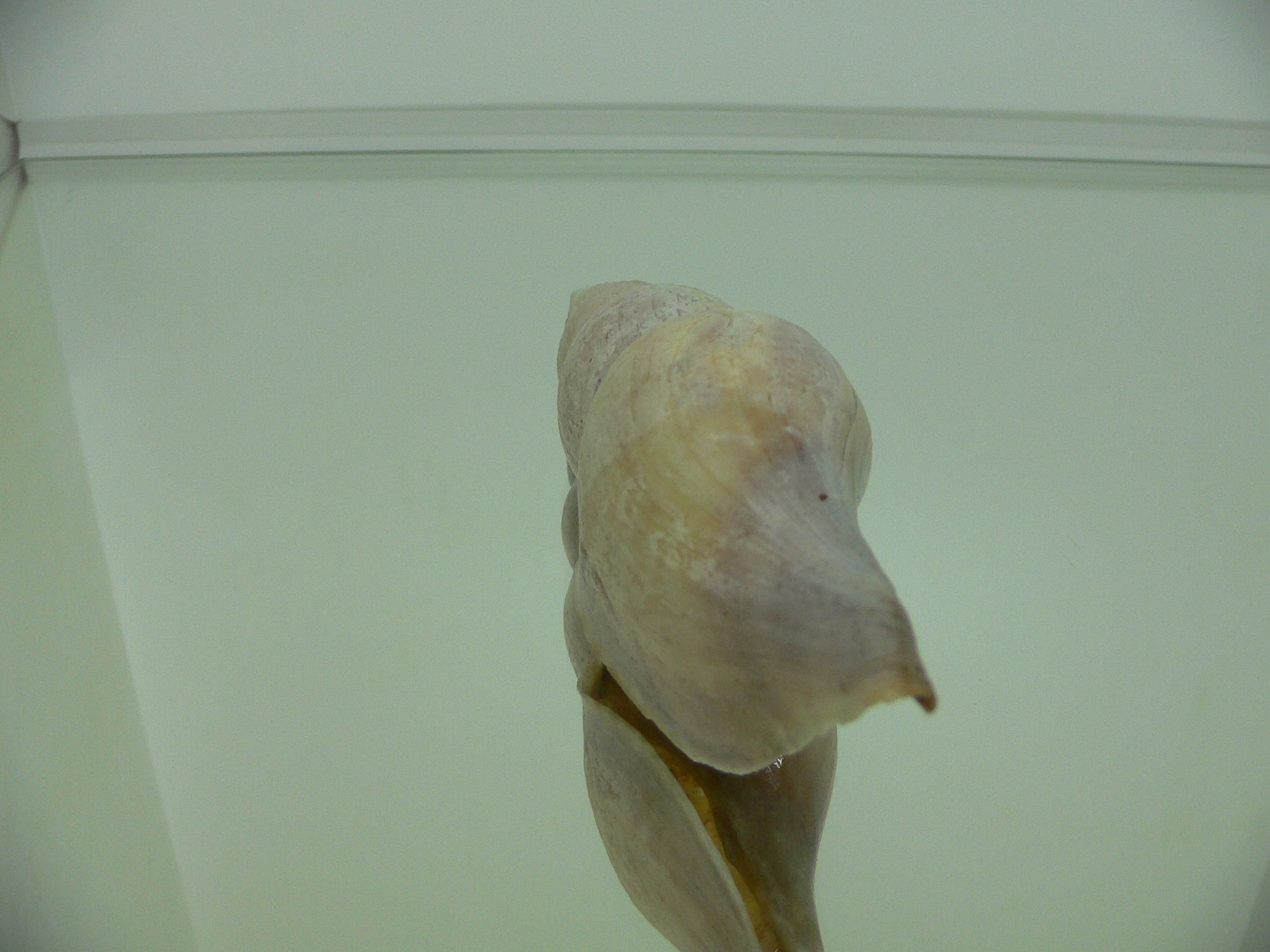 Teramachia johnsoni williamsorum