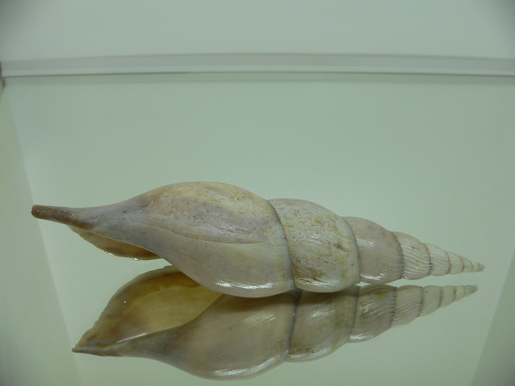 Teramachia johnsoni williamsorum
