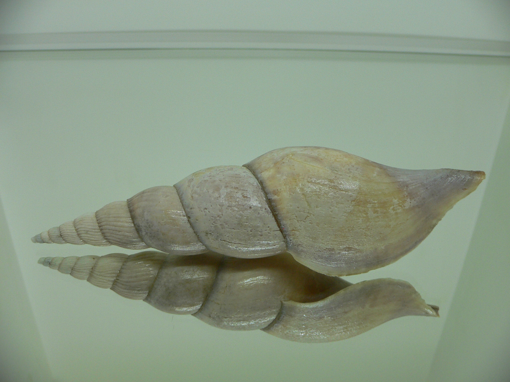 Teramachia johnsoni williamsorum