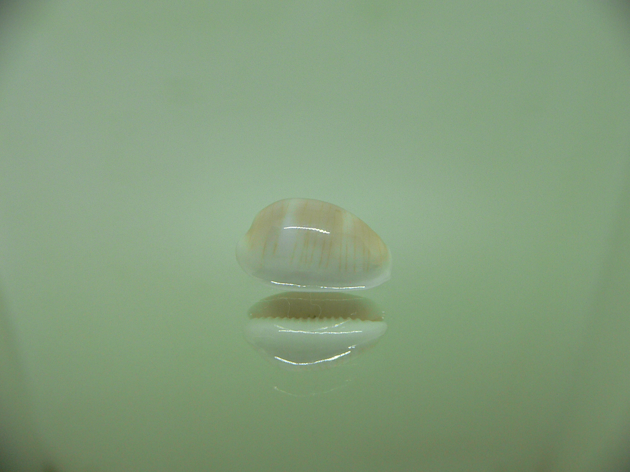 Cypraea clandestina passerina