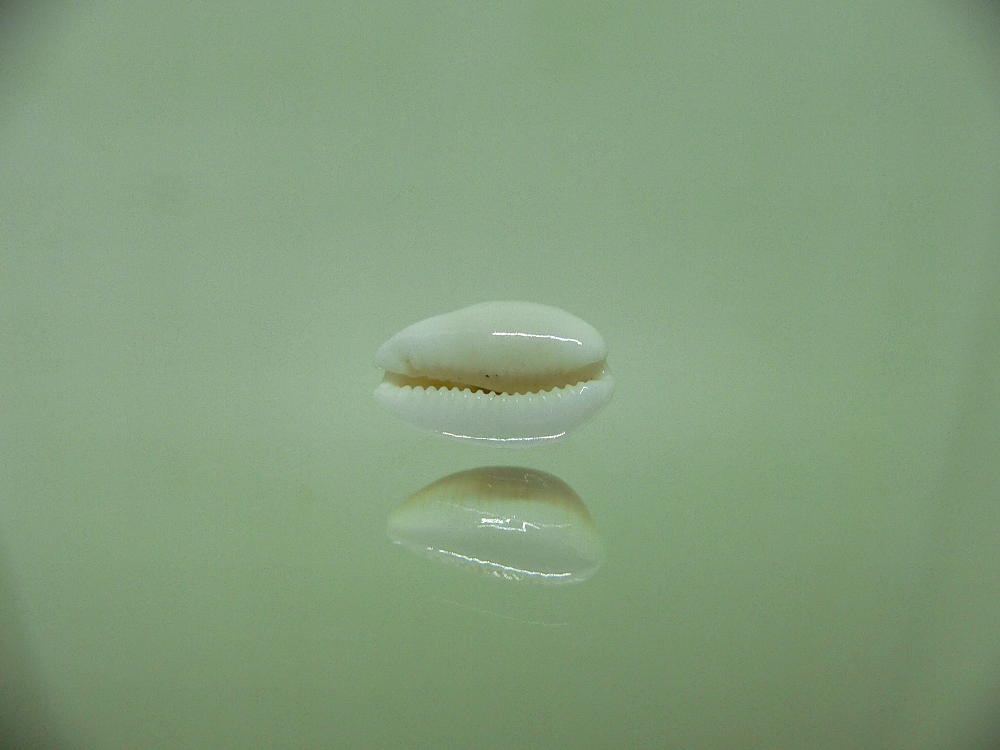 Cypraea clandestina passerina