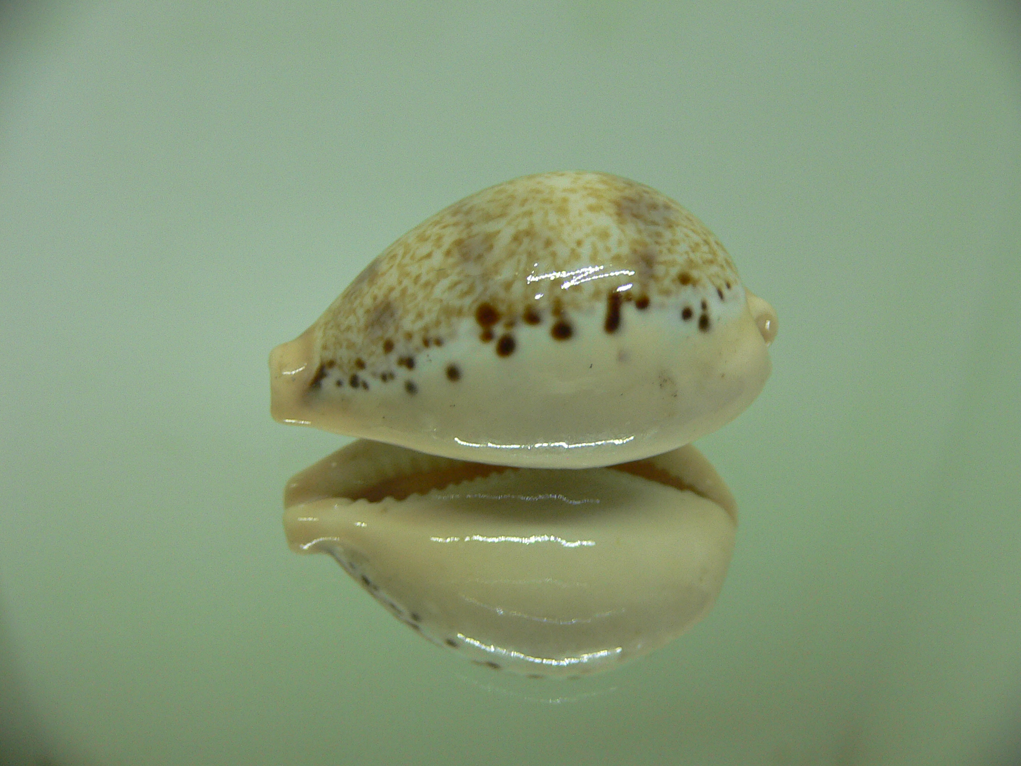 Cypraea hungerfordi hungerfordi ALBINO