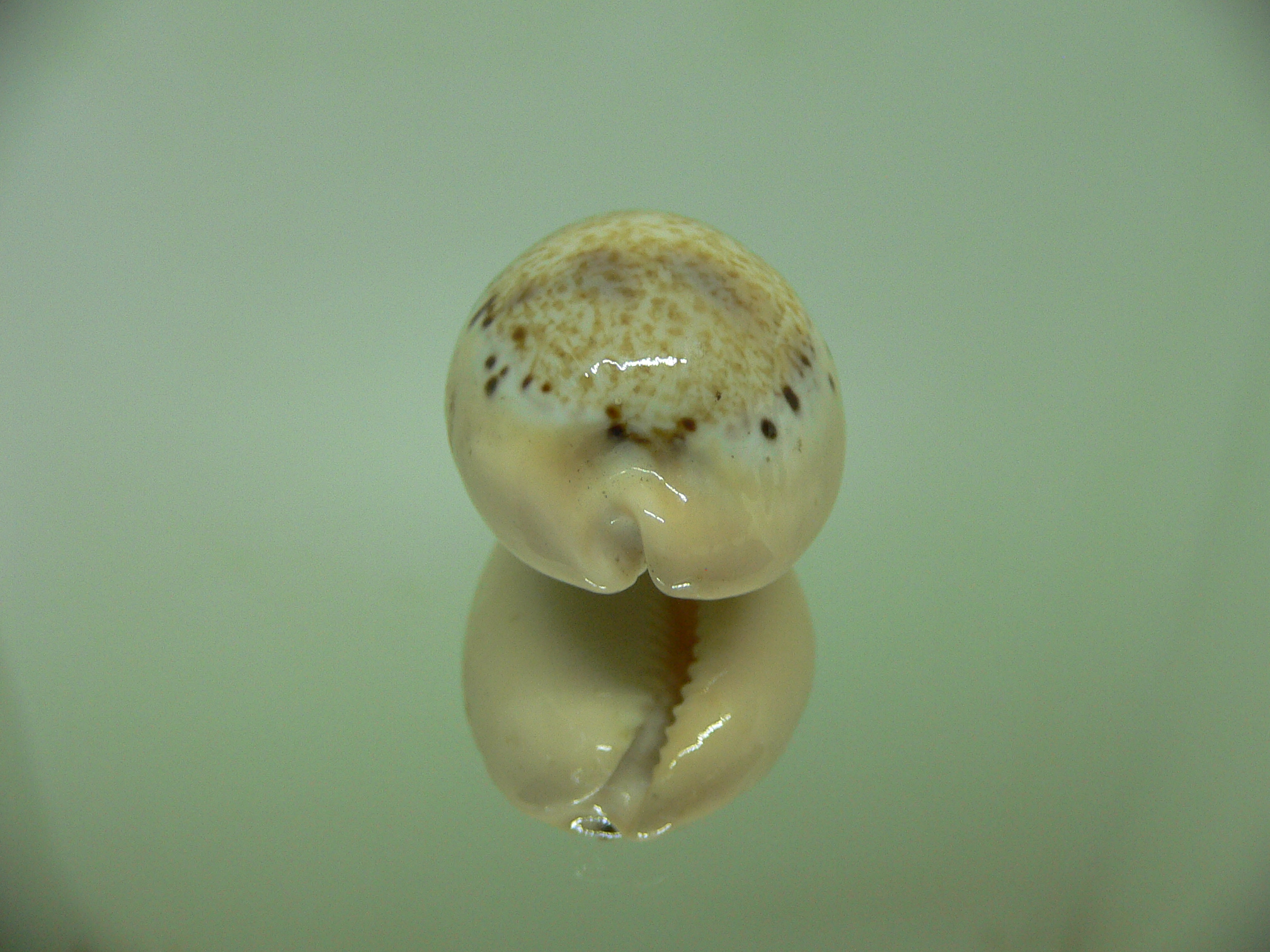 Cypraea hungerfordi hungerfordi ALBINO