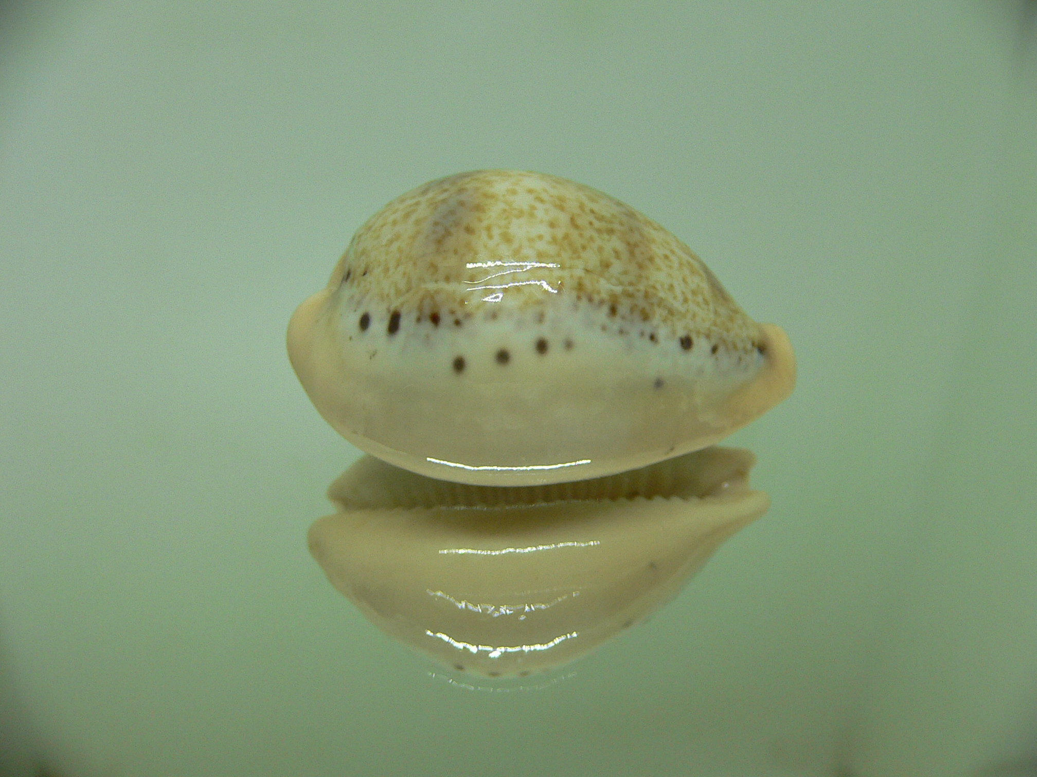 Cypraea hungerfordi hungerfordi ALBINO