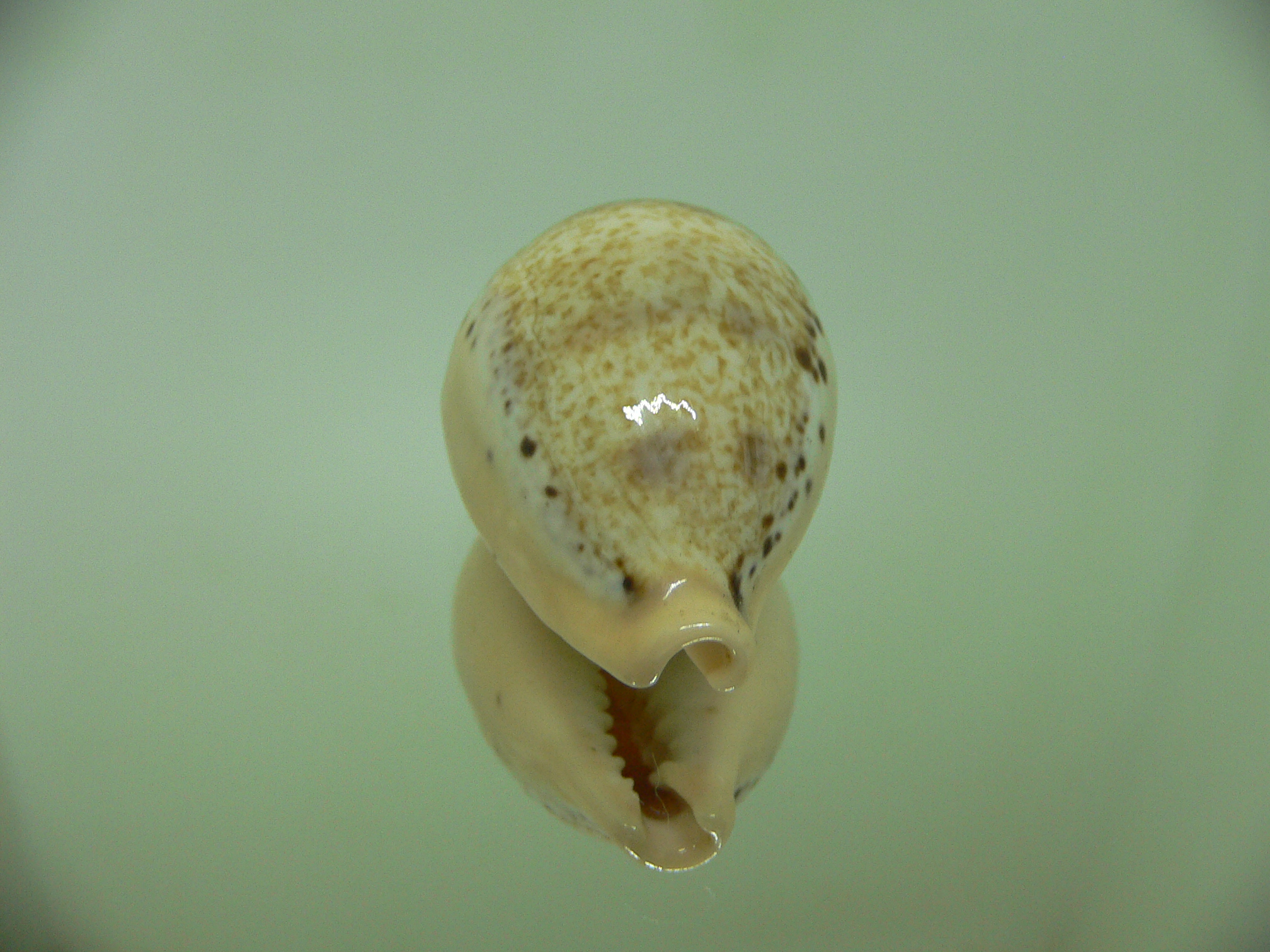 Cypraea hungerfordi hungerfordi ALBINO