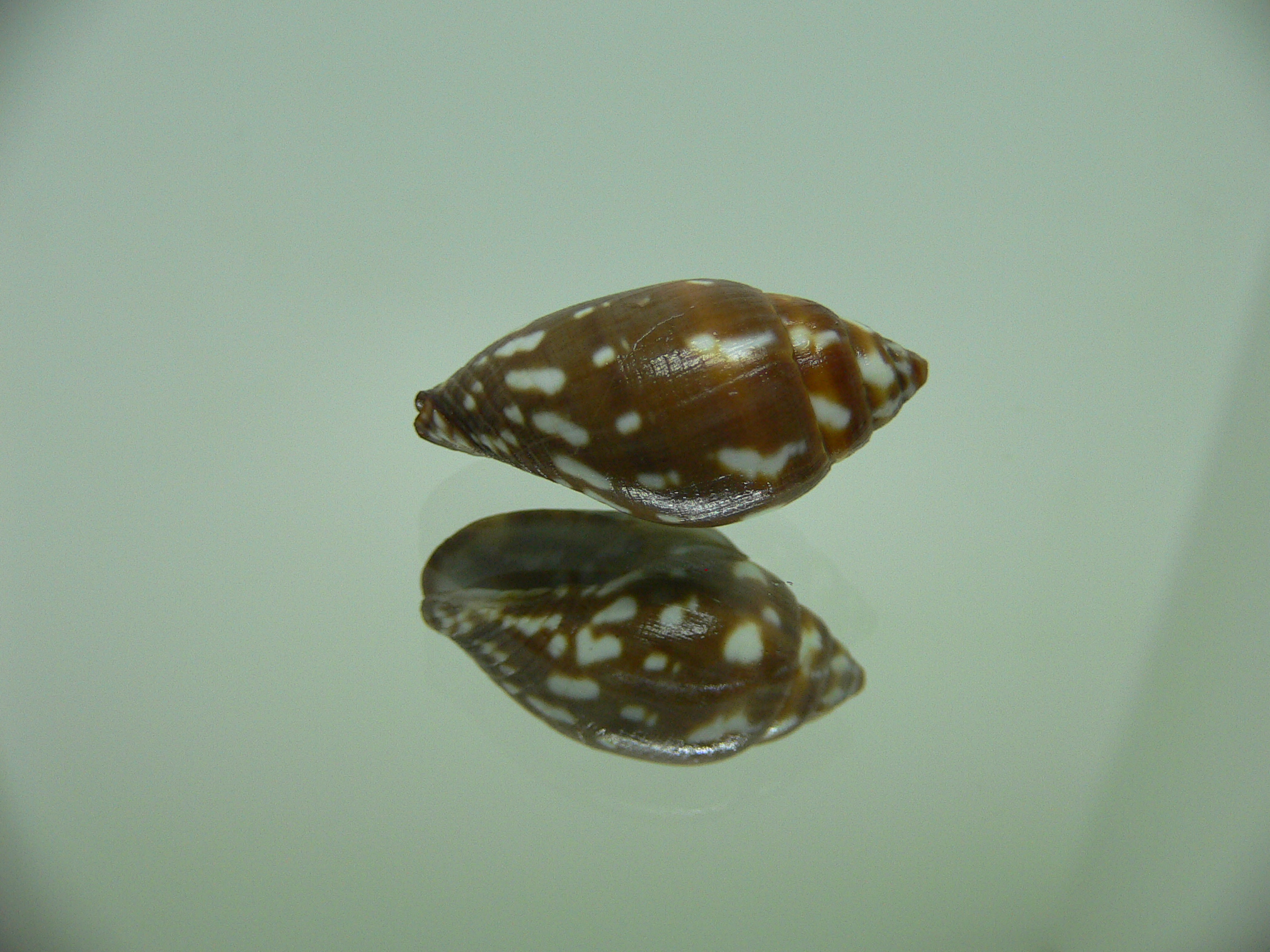 Strigatella decurtata