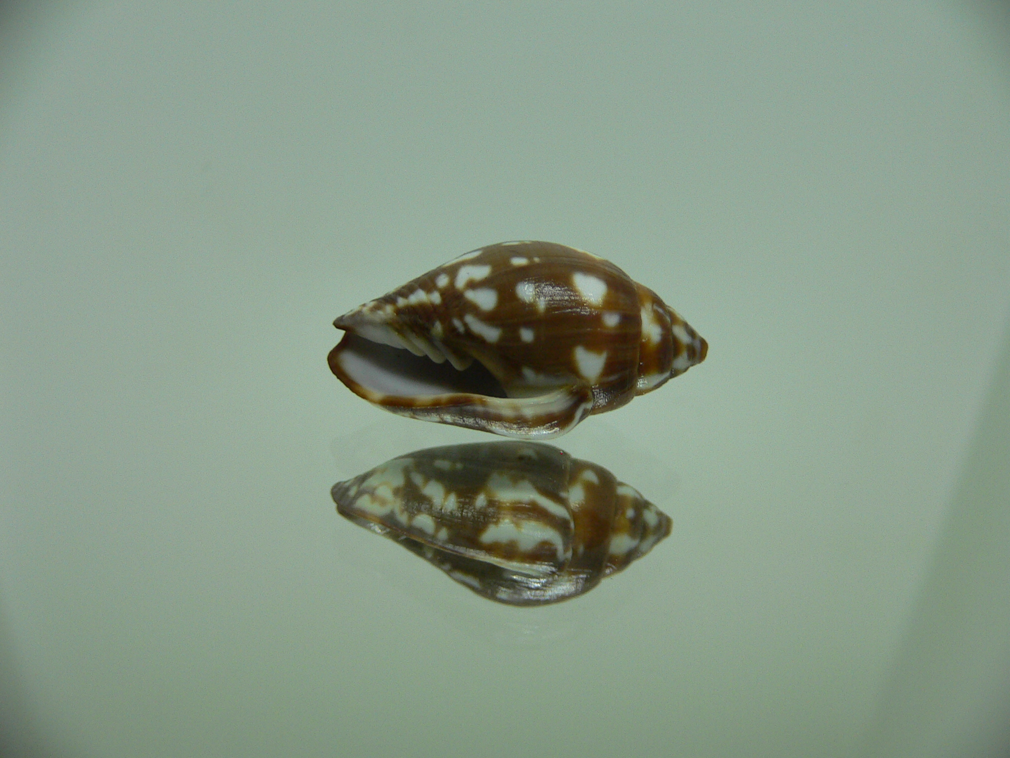 Strigatella decurtata