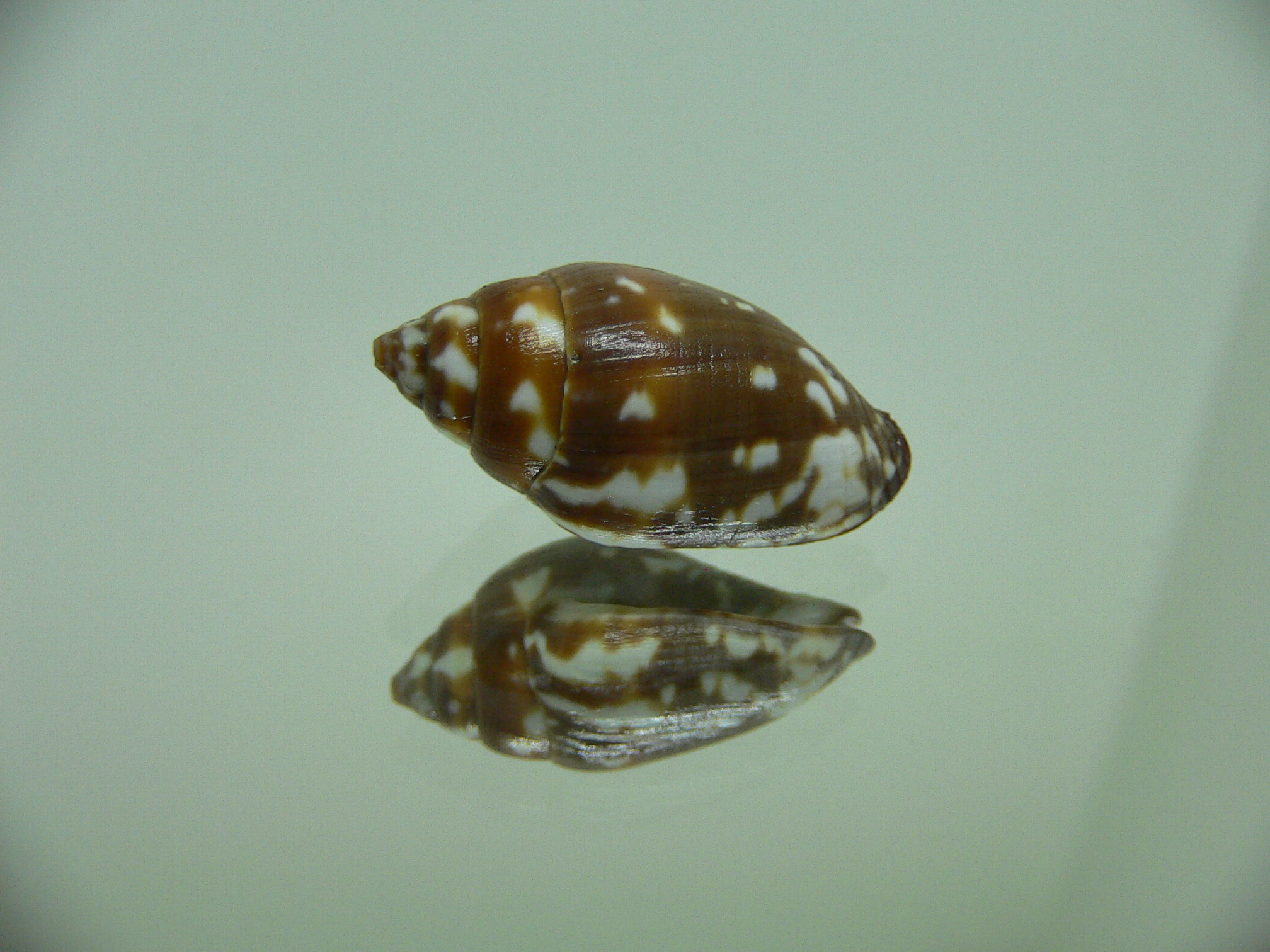 Strigatella decurtata