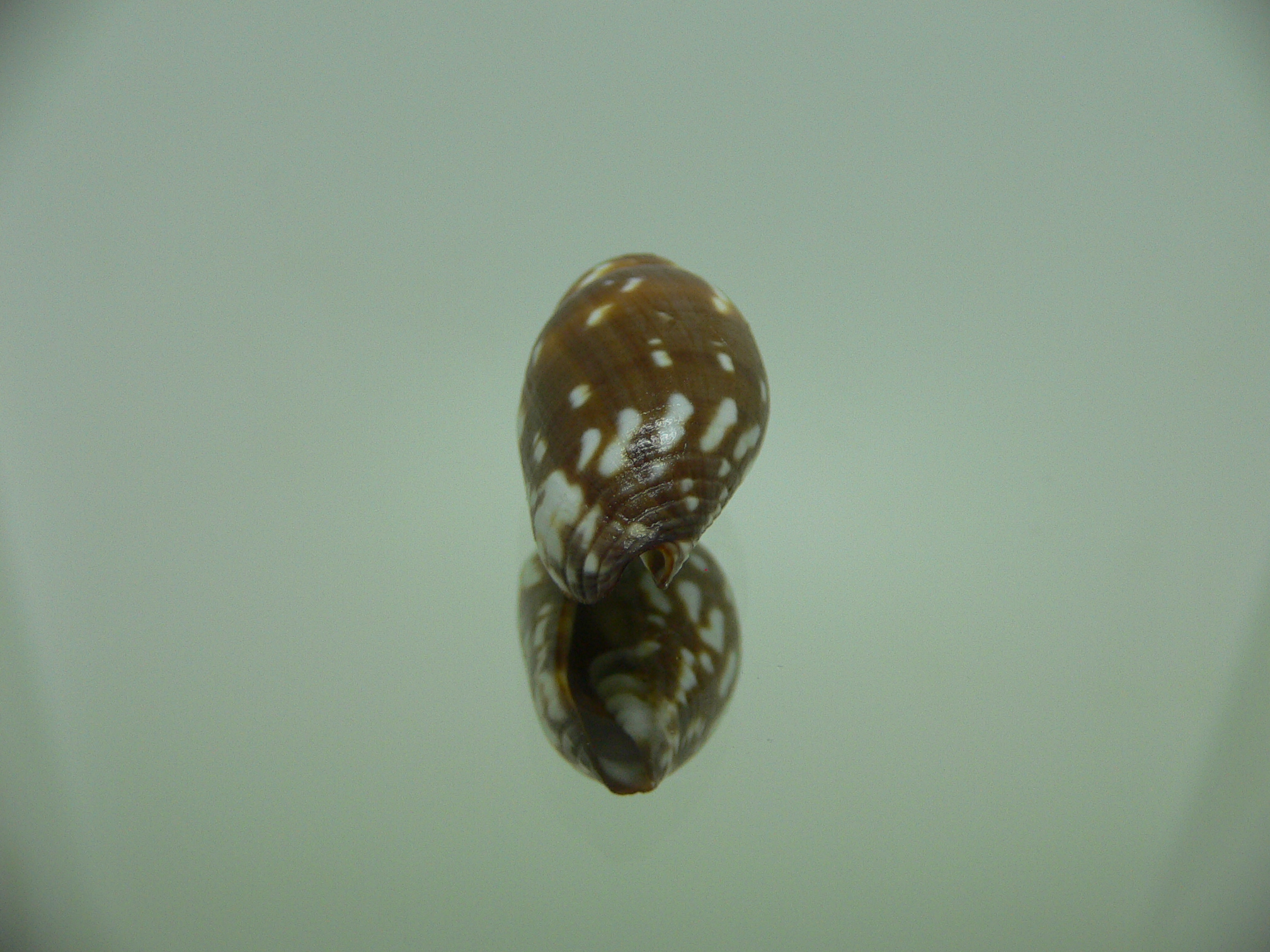 Strigatella decurtata