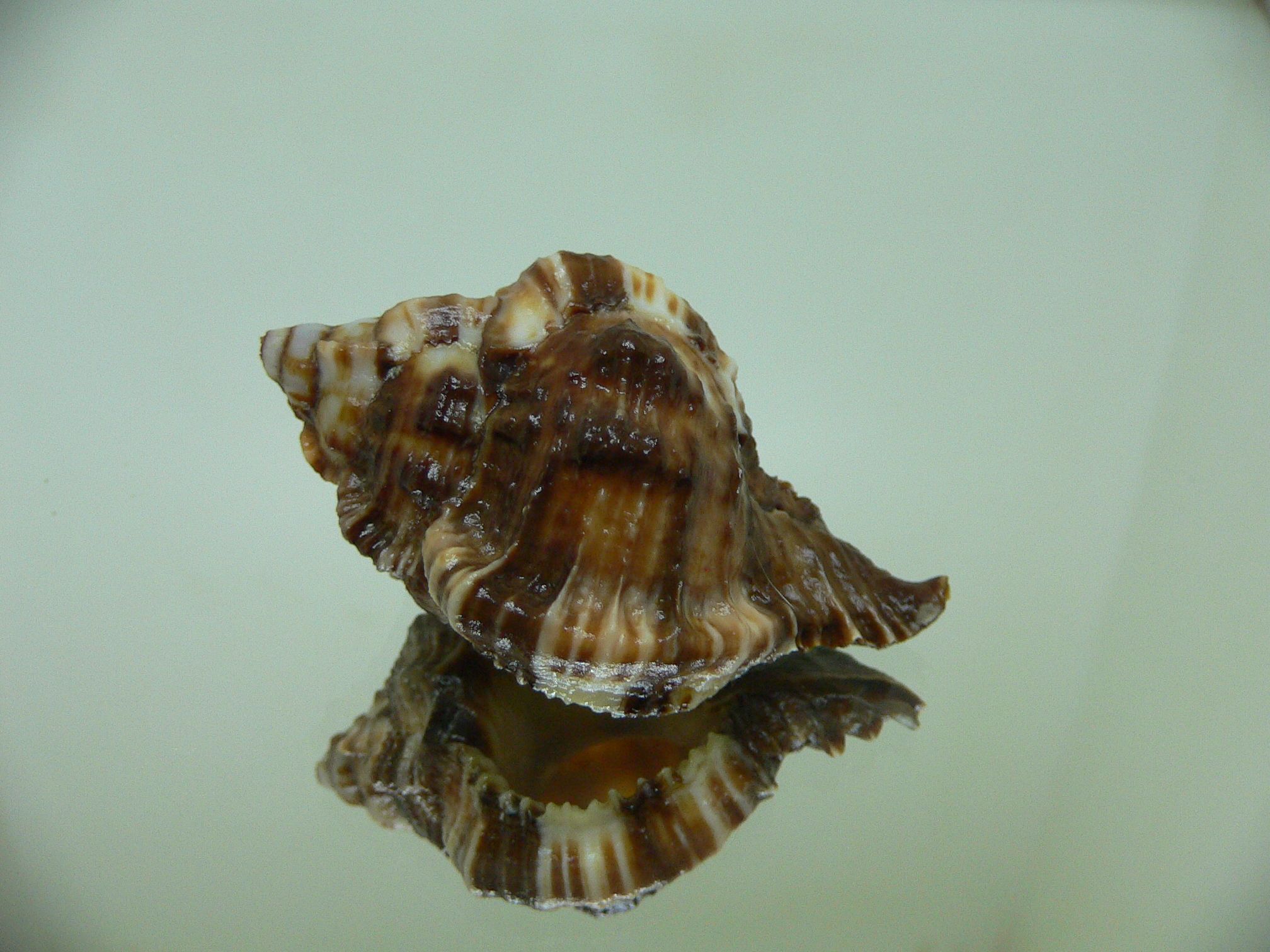 Phyllonotus margaritensis DWARF