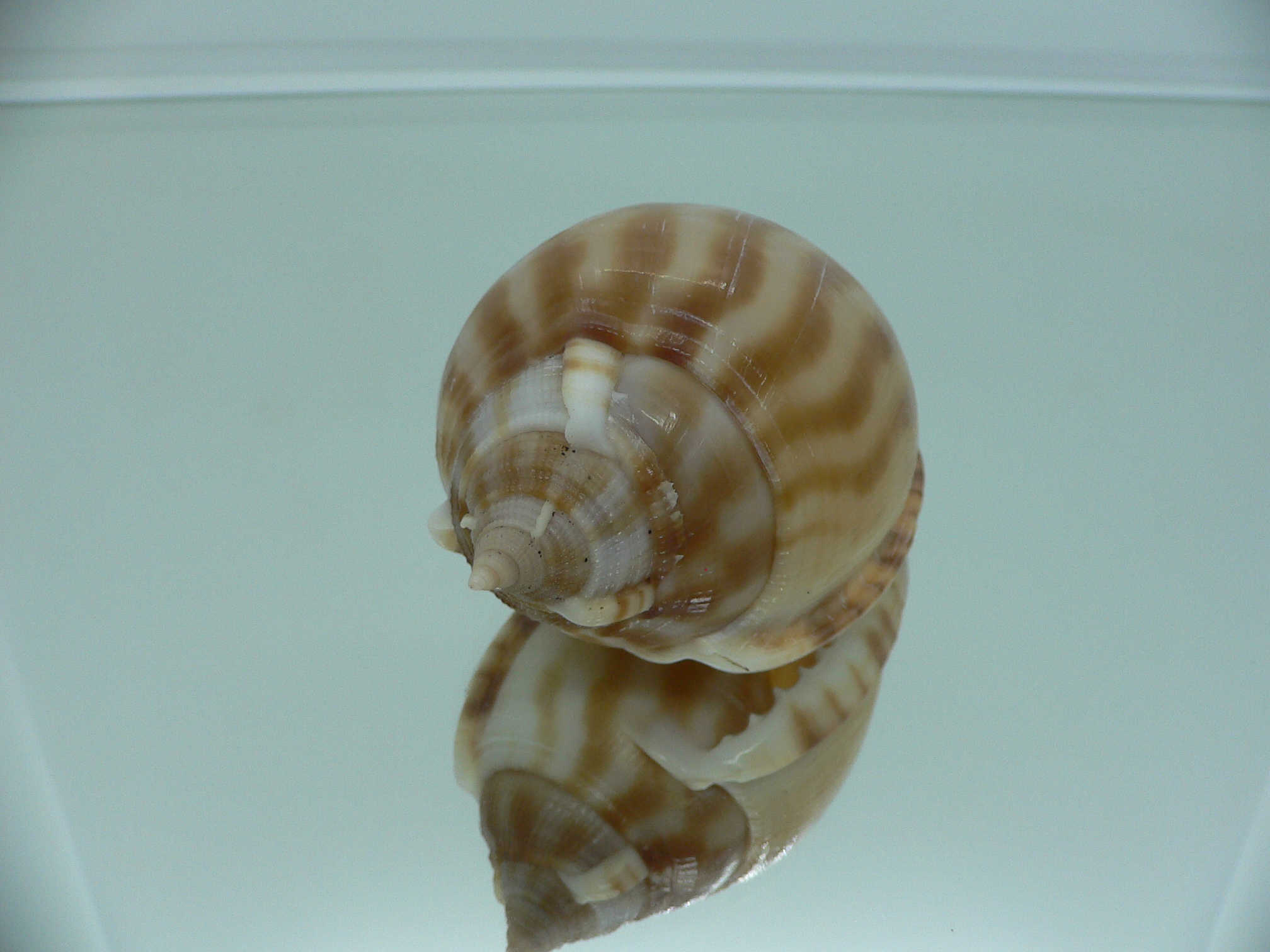 Phalium muangmani SMOKY