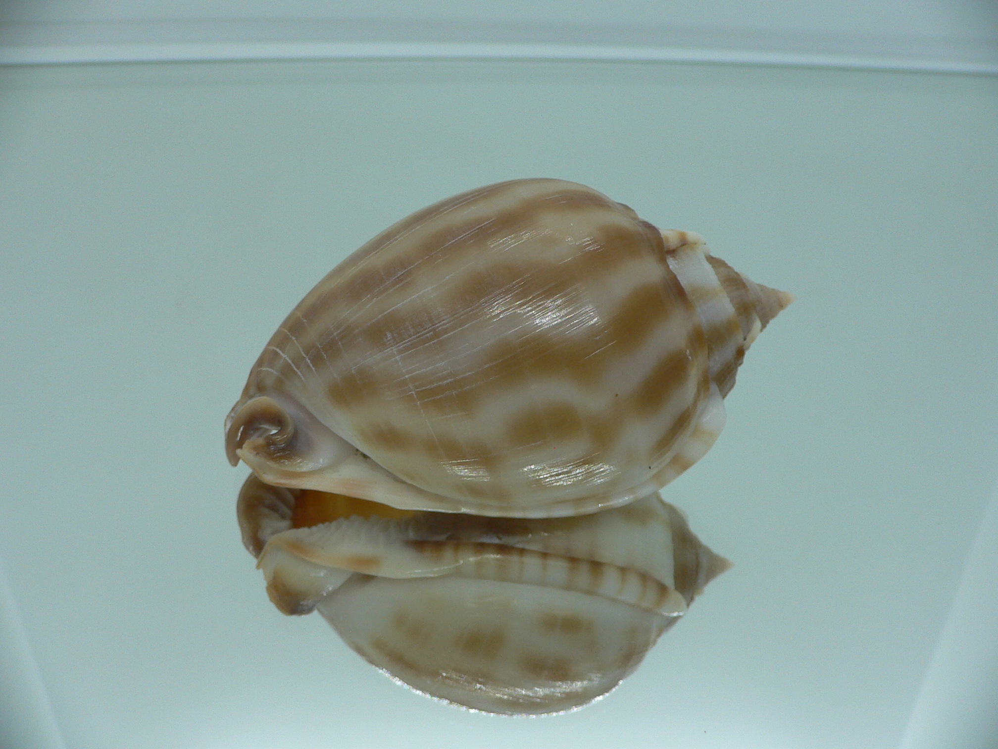 Phalium muangmani SMOKY