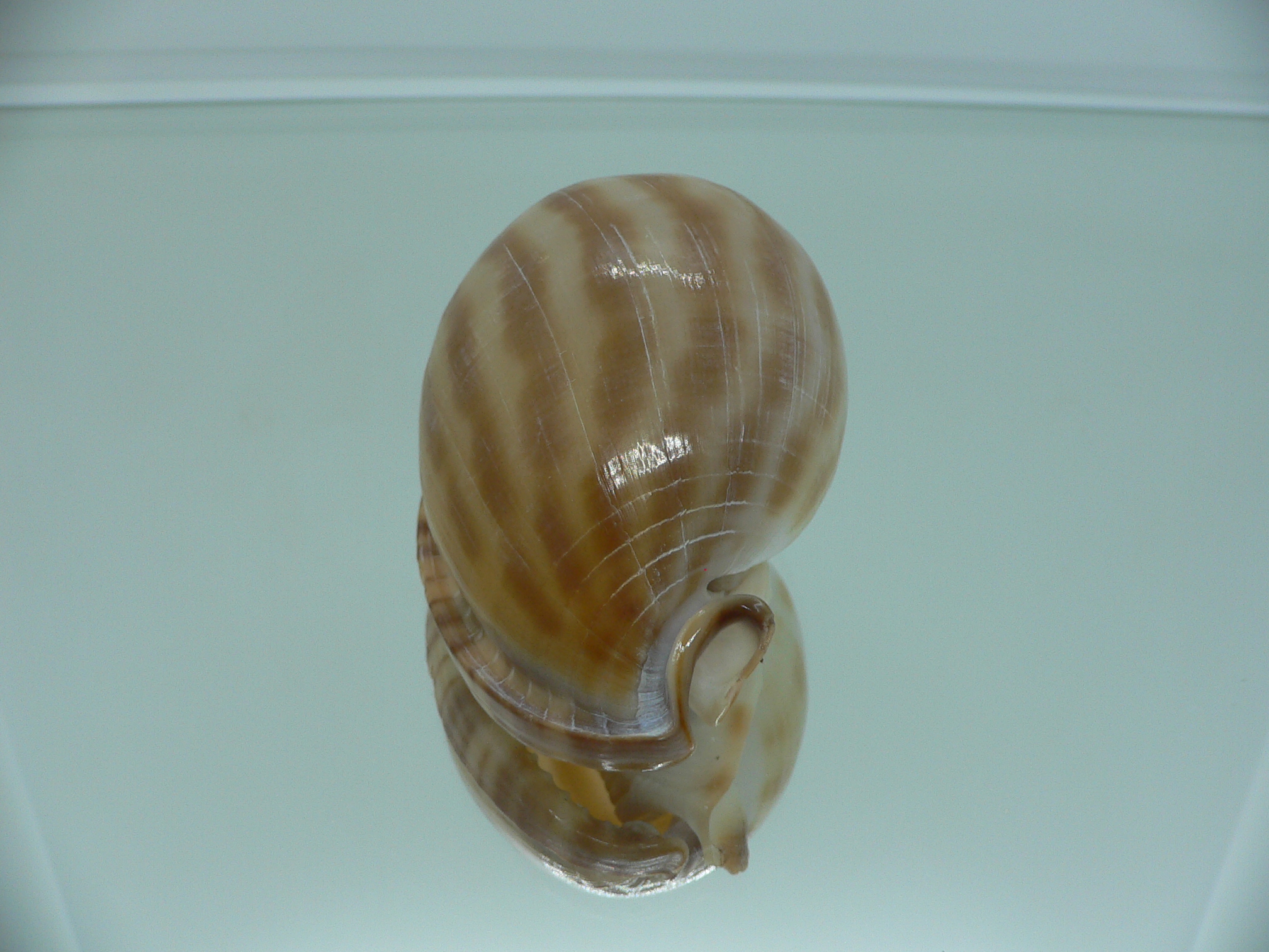Phalium muangmani SMOKY